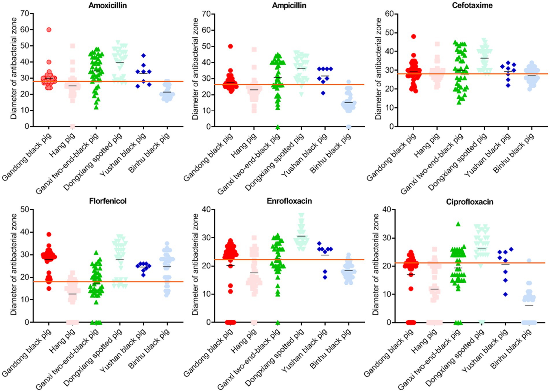 Scatter plot showing the antibacterial zone diameters for six antibiotics: Amoxicillin, Ampicillin, Cefotaxime, Florfenicol, Enrofloxacin, and Ciprofloxacin. Data is categorized by pig breed, including Gandong black, Hang, Ganxi two-end-black, Dongxiang spotted, Yushan black, and Binhu black pigs. Different colored markers and an orange threshold line are present for comparison.