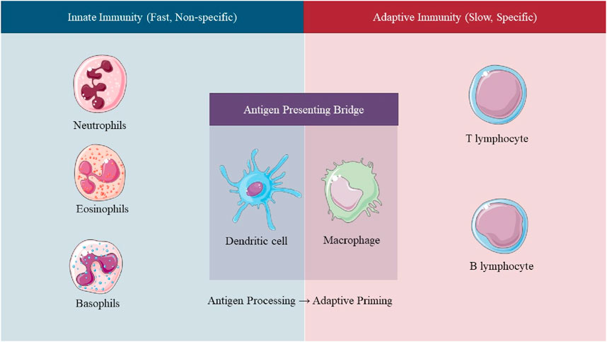 Illustration contrasting innate immunity and adaptive immunity. On the left, neutrophils, eosinophils, and basophils represent fast, non-specific innate immune cells. The center shows a dendritic cell and macrophage as an antigen presenting bridge. On the right, T lymphocyte and B lymphocyte depict slow, specific adaptive immune cells.