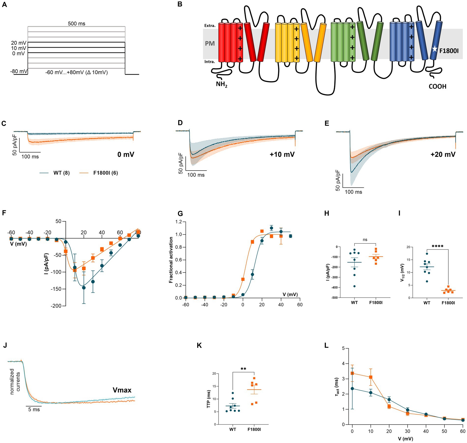 Panel of scientific diagrams and charts depicting electrophysiological data of wild-type (WT) and F1800I mutated channels. Diagram A shows voltage protocol. Diagram B illustrates the channel’s structure with a marked mutation site. Charts C to E display current traces at various voltages. Chart F shows current-voltage relationship. Chart G displays fractional activation. Charts H and I compare current density and voltage of half-maximal activation, showing significant differences (denoted by ****). Chart J shows normalized current traces, at Vmax. Chart K compares time to peak (TTP) with a significant difference (**). Chart L illustrates the time constants of current activation at different voltages.