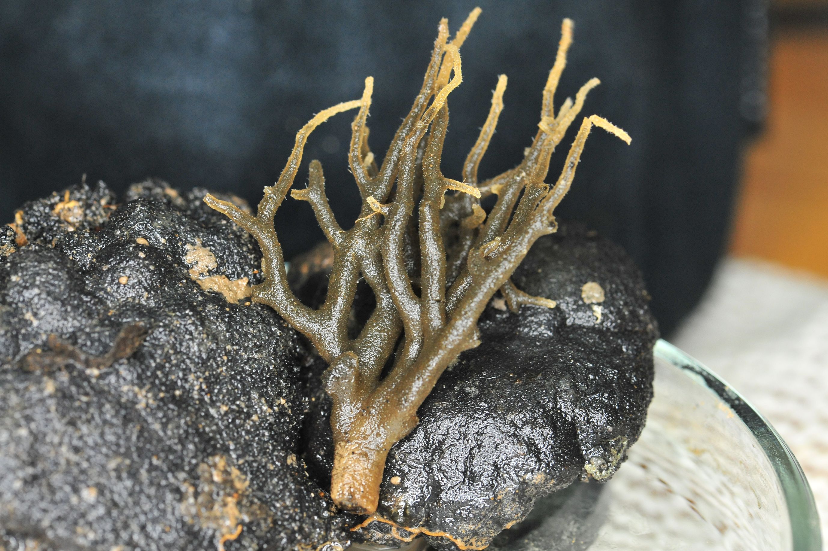 A piece of fulgurite with light brown, tree-like branching structures formed on a dark rocky surface. The background is blurred, and the object sits in a glass container.