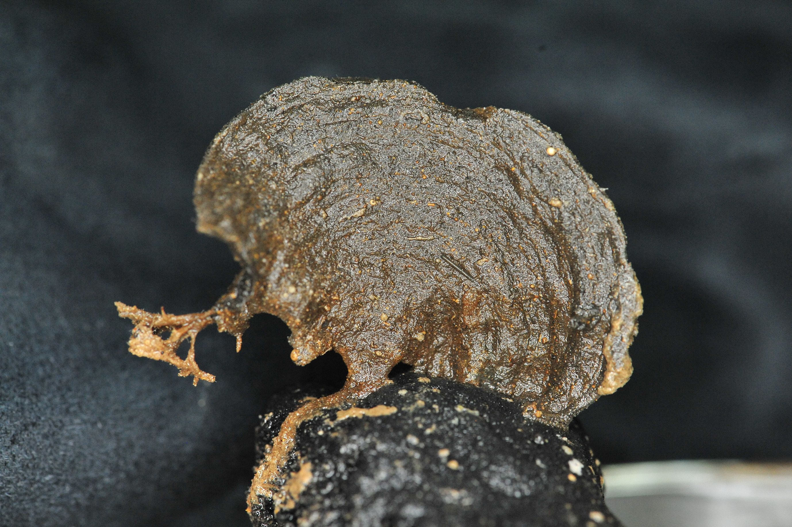 Close-up of a dark, textured object with a rough, irregular surface and small, lighter specks scattered across it, set against a dark background. The object has a protruding twig-like structure.