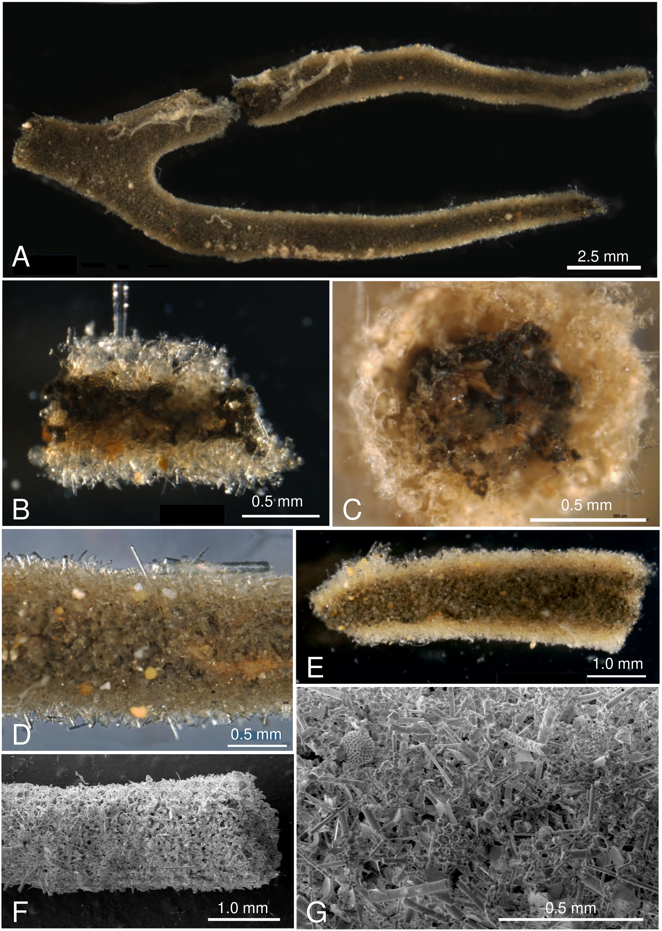 A composite image shows various views and magnifications of a specimen. Panel A presents a long, curled structure. Panel B displays a close-up of a textured cross-section. Panel C shows a circular opening with internal material. Panel D focuses on the surface texture with fine details. Panel E presents a side view of a cylindrical form. Panel F shows a detailed surface view in black and white. Panel G provides a magnified view of intricate surface patterns. Each panel includes a scale bar for reference.
