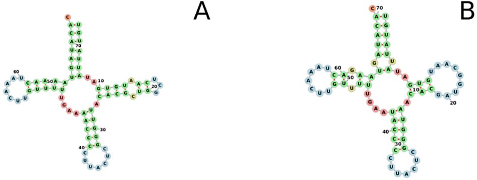 Diagram showing RNA secondary structures labeled A and B. Both structures have cloverleaf shapes with loops formed by RNA strands. Nucleotides are color-coded: green for adenine, red for uracil, blue for guanine, and light blue for cytosine. Each diagram is annotated with numbers at specific nucleotides.