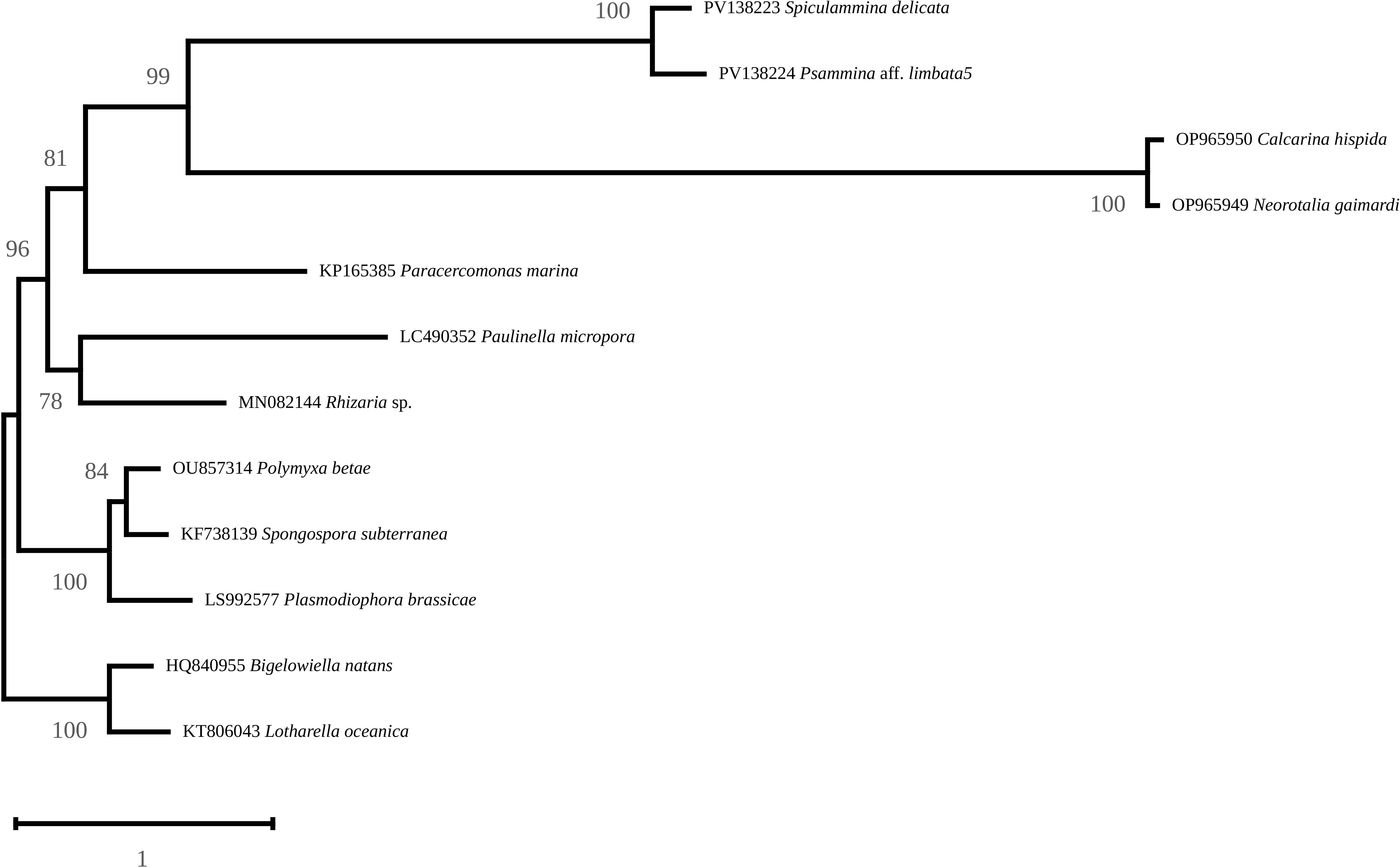 Phylogenetic tree diagram depicting relationships among various species, including Paracercomonas marina, Paulinella micropora, and others. Bootstrap values show support levels at nodes, such as 99, 100, and 84. The tree branches out to include species like Bigelowiella natans and Neorotalia gaimardii.