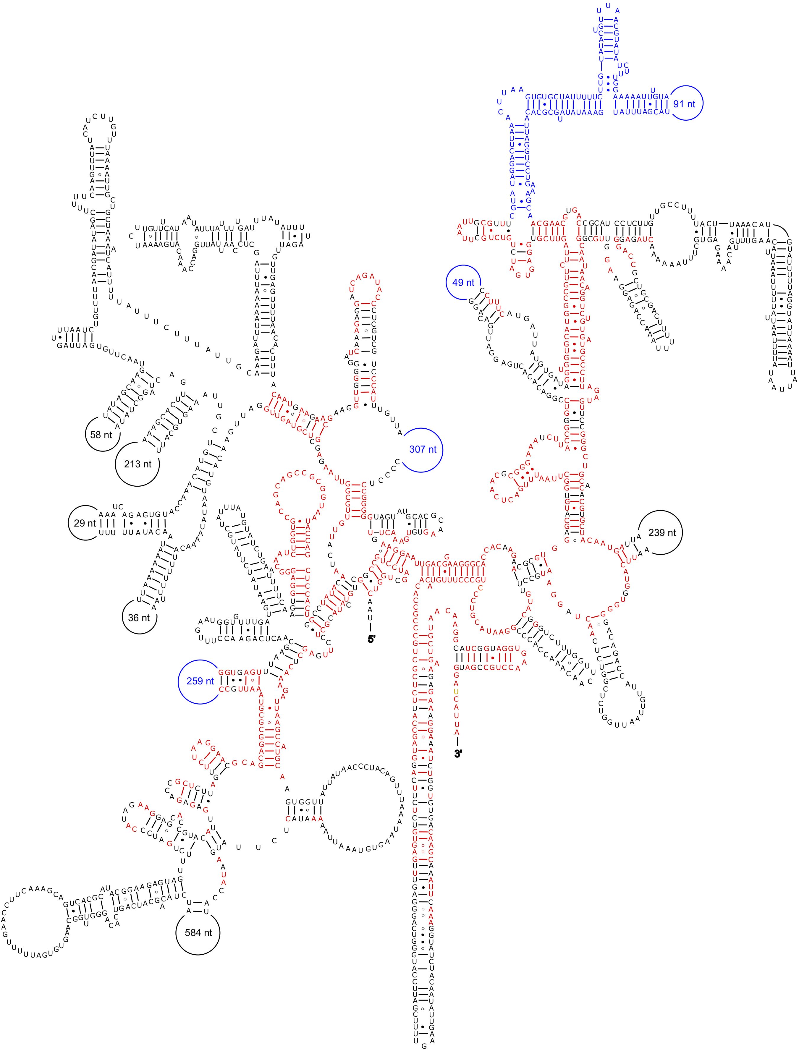 RNA secondary structure diagram with nucleotide sequences forming loops and stems, labeled with lengths in nucleotides. Some sequences are in red and blue, marked with annotations like “307 nt,” “58 nt,” and “259 nt.” Components include circular loops and linear strands.