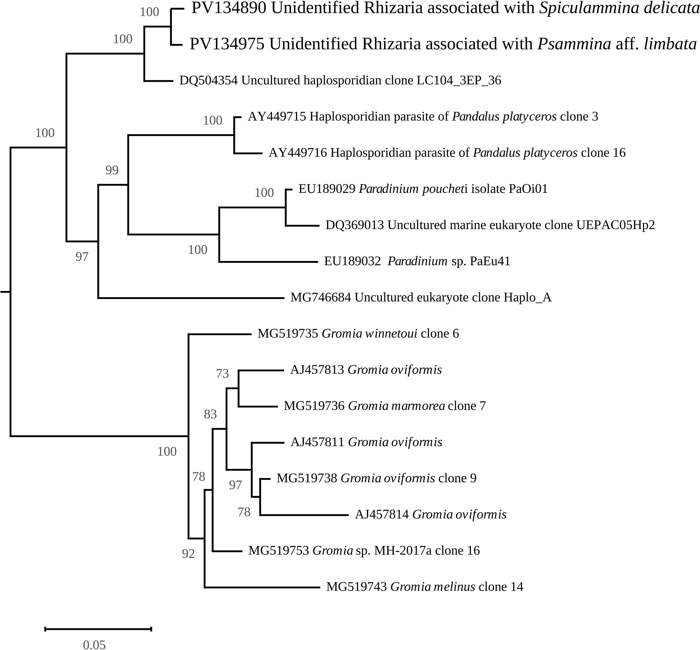 Phylogenetic tree illustrating relationships between various haplosporidian and eukaryotic clones, including unidentified Rhizaria, Paradinium species, and Gromia species. Bootstrap values indicate confidence levels at various nodes, with higher values representing stronger support. The scale bar represents evolutionary distance.