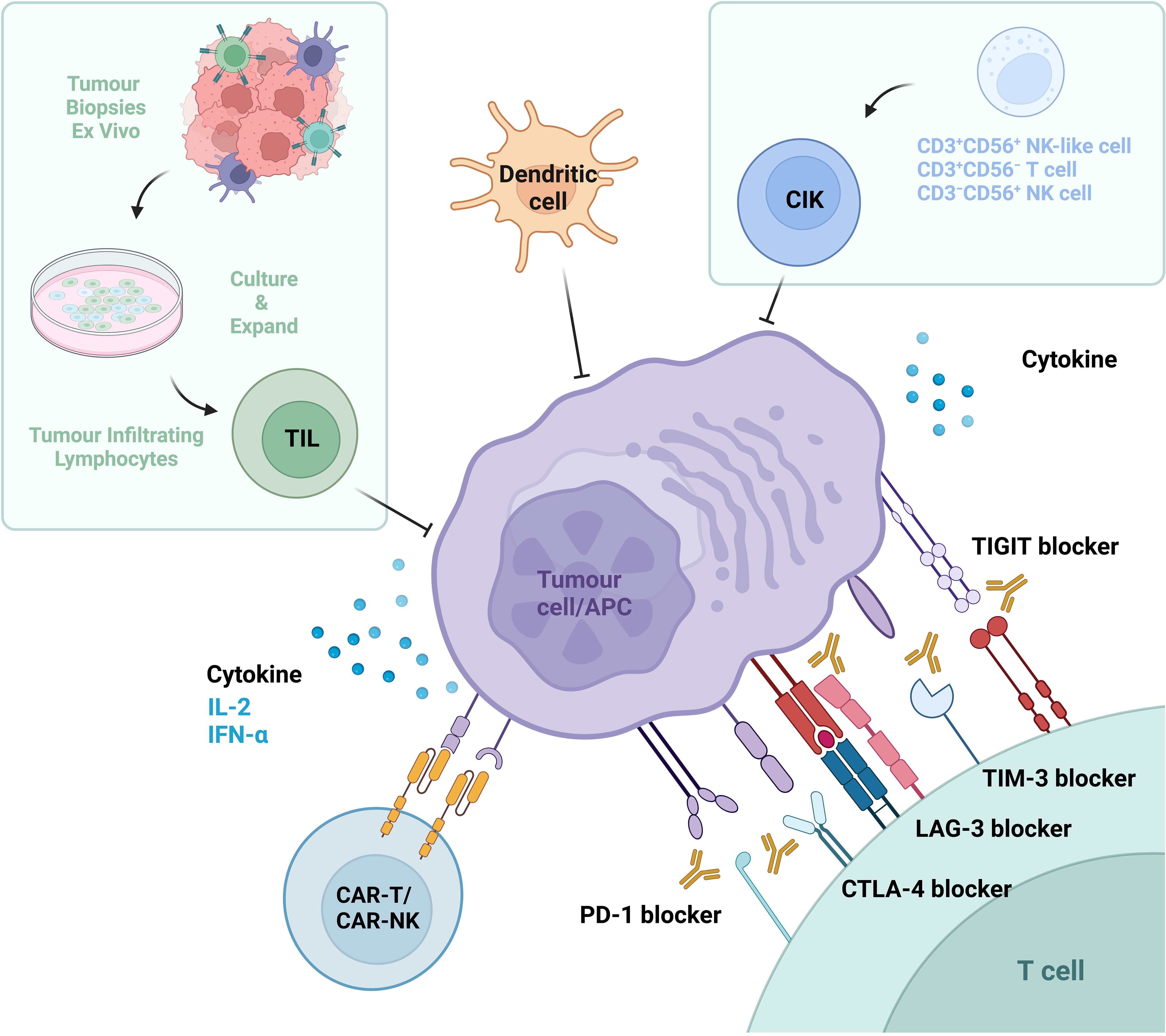 Diagram illustrating cancer immunotherapy. Tumor biopsies are cultured to expand tumor-infiltrating lymphocytes (TIL). Dendritic cells and cytokine-induced killer (CIK) cells interact with tumor cells. CAR-T/CAR-NK cells and various blockers, including PD-1, TIGIT, TIM-3, LAG-3, and CTLA-4, target tumor cells. Cytokines IL-2 and IFN-alpha are involved in the process.
