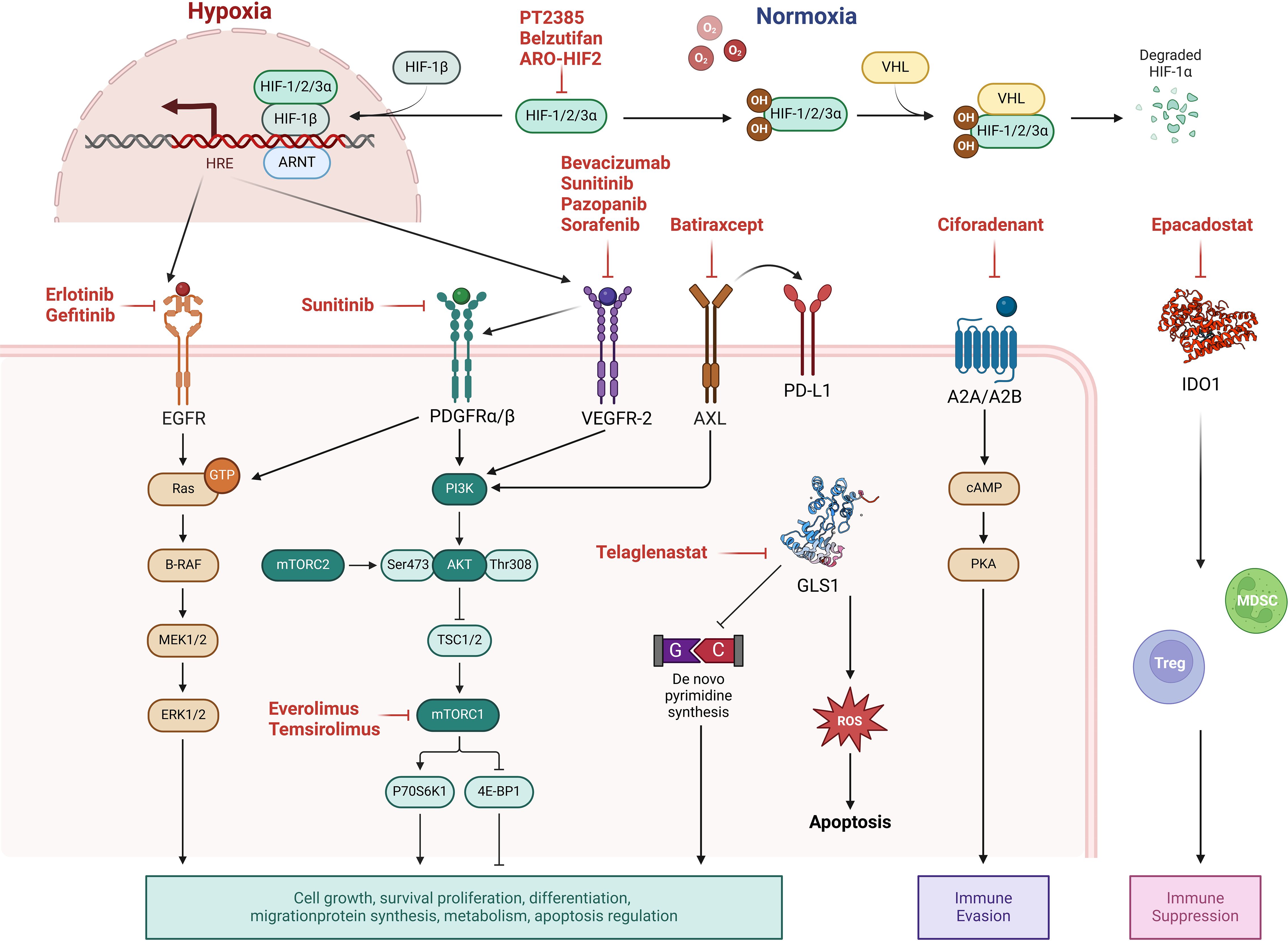 Diagram illustrating pathways in hypoxia and normoxia conditions, showing interactions between proteins, drugs, and cellular processes. Key elements include HIF-1/2/3a, ARNT, EGFR, PDGFR, VEGFR-2, AXL, PD-L1, and IDO1. Drugs like Erlotinib, Bevacizumab, Sunitinib, and Epacadostat are noted, affecting pathways related to cell growth, survival, apoptosis, immune evasion, and suppression. Various molecular interactions lead to outcomes like de novo pyrimidine synthesis and apoptosis.