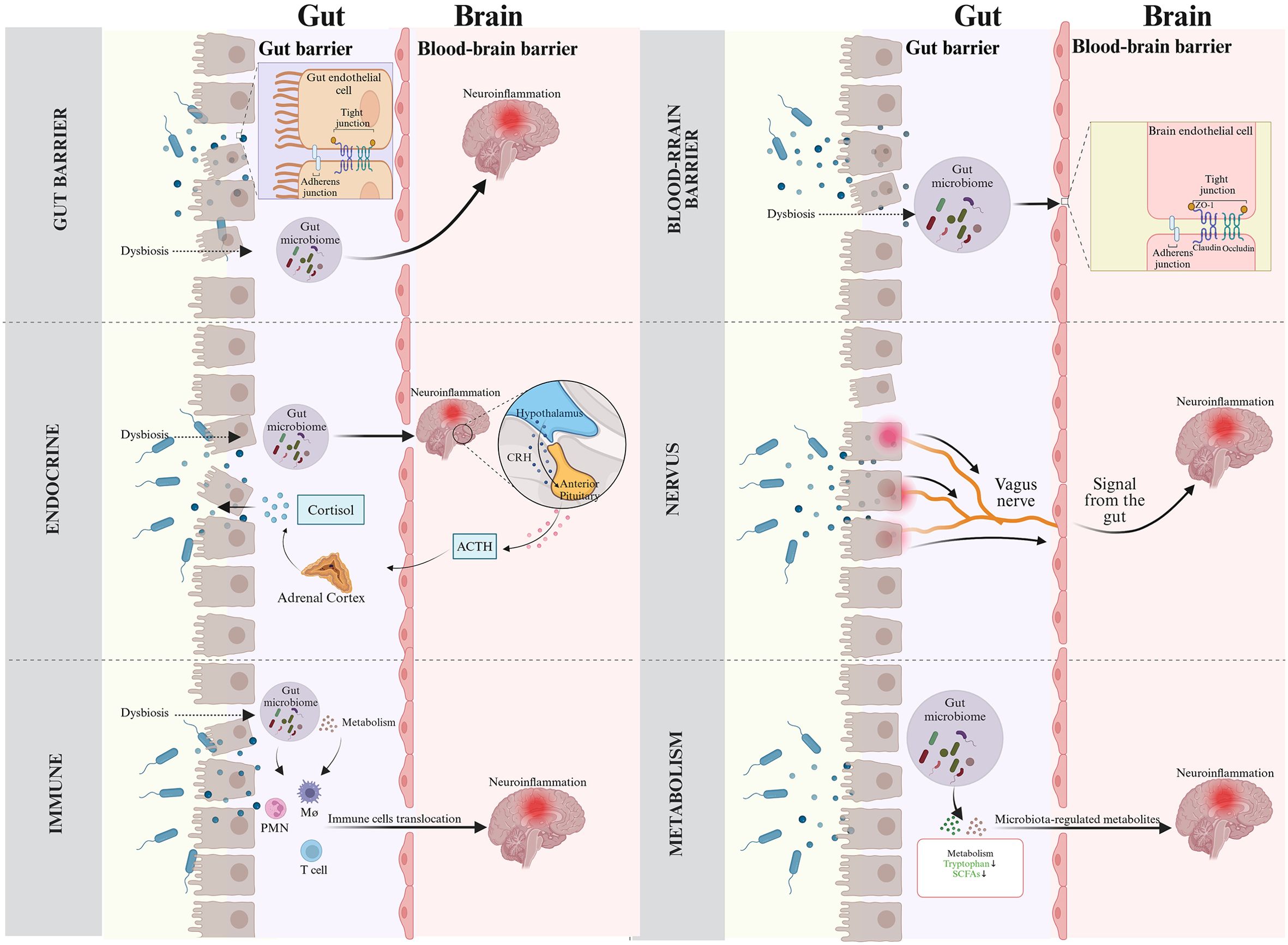 Diagram illustrating gut-brain axis interactions via different pathways: Gut barrier, endocrine, immune, nervous, and metabolism. Shows dysbiosis affecting the gut microbiome, leading to neuroinflammation through gut and blood-brain barriers. Includes cortisol, ACTH, vagus nerve, and metabolites, highlighting complex communications and subsequent neuroinflammation.
