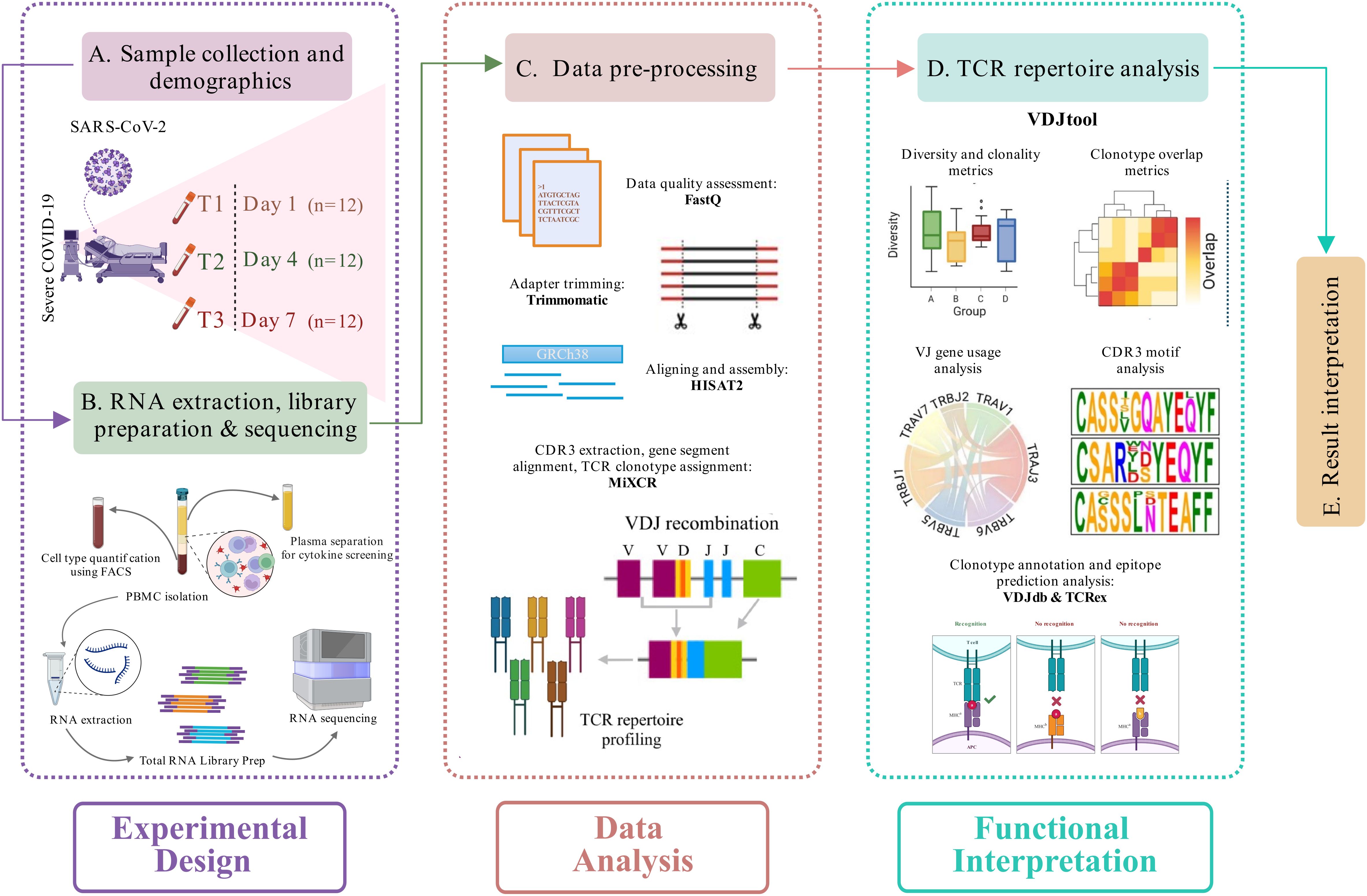 Flowchart illustrating the analysis of TCR repertoires in severe COVID-19 patients. It consists of five sections: A) Sample collection for SARS-CoV-2 on days 1, 4, and 7. B) RNA extraction and sequencing with steps like PBMC isolation and library preparation. C) Data preprocessing involving quality assessment and sequence alignment. D) TCR repertoire analysis using diversity metrics and gene usage analysis. E) Result interpretation listed. Sections titled Experimental Design, Data Analysis, and Functional Interpretation emphasize the workflow's phases.