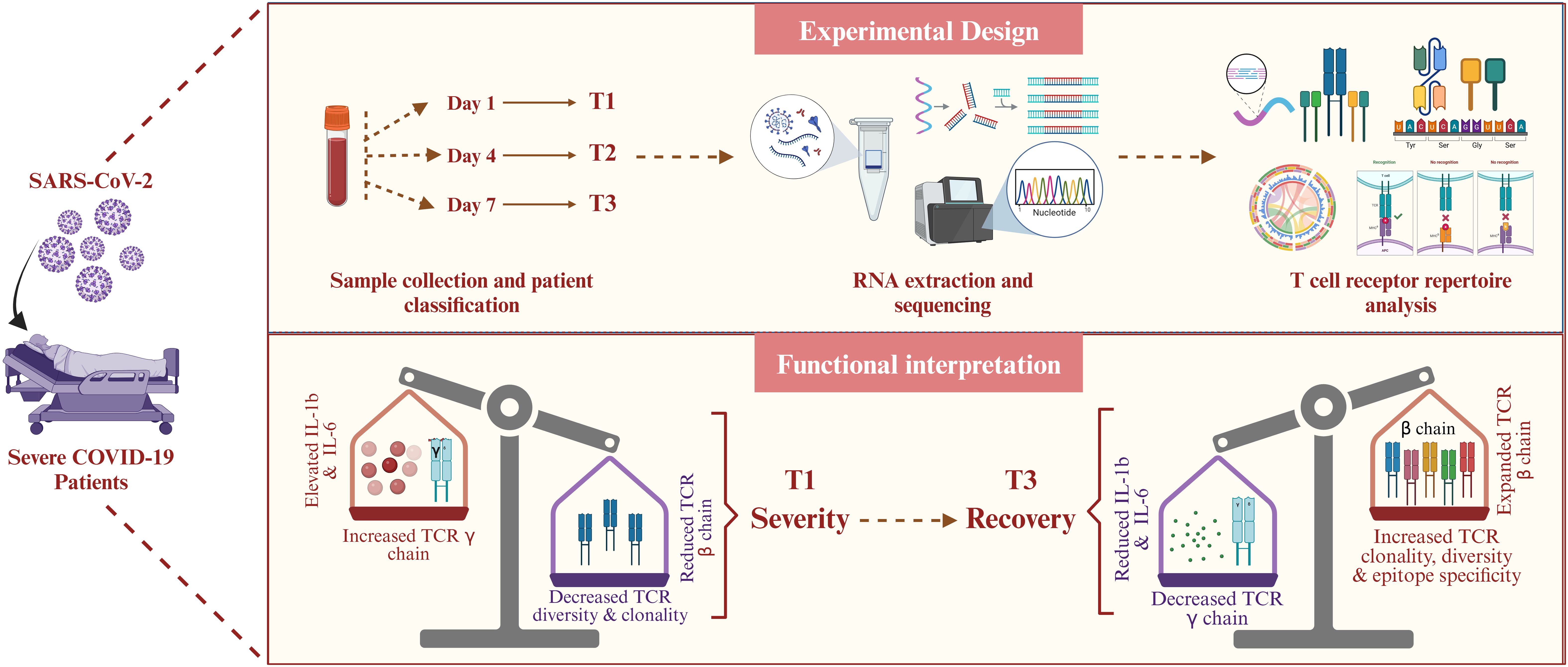 Diagram depicting the study of severe COVID-19 patients. It outlines the experimental design, including sample collection on days one, four, and seven for RNA extraction and sequencing. T cell receptor repertoire analysis is described, showing increased or decreased TCR chains, diversity, and clonality. Functional interpretation compares severity at T1 with recovery at T3, highlighting elevated or reduced levels of IL-1b and IL-6. Icons of lab equipment and processes are illustrated throughout.
