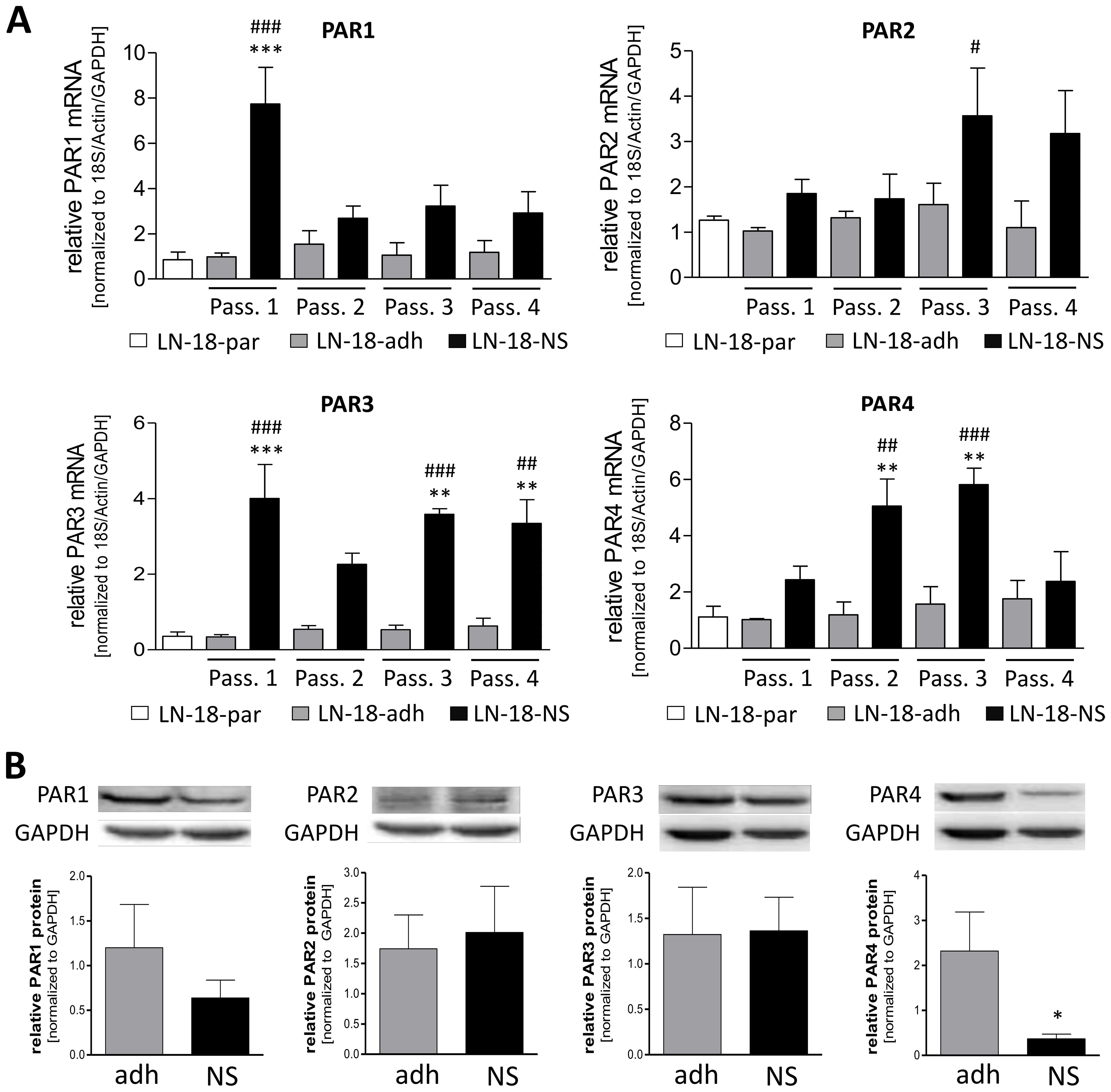 Graphs comparing the expression of PAR1, PAR2, PAR3, and PAR4 mRNA and protein levels across different passages and treatments (LN-18-par, LN-18-adh, LN-18-NS). Panel A shows bar charts for mRNA relative to 18S/Actin/GAPDH. Panel B displays Western blot images for each PAR with corresponding bar charts of protein levels normalized to a control. Significance is indicated by asterisks and hash symbols.