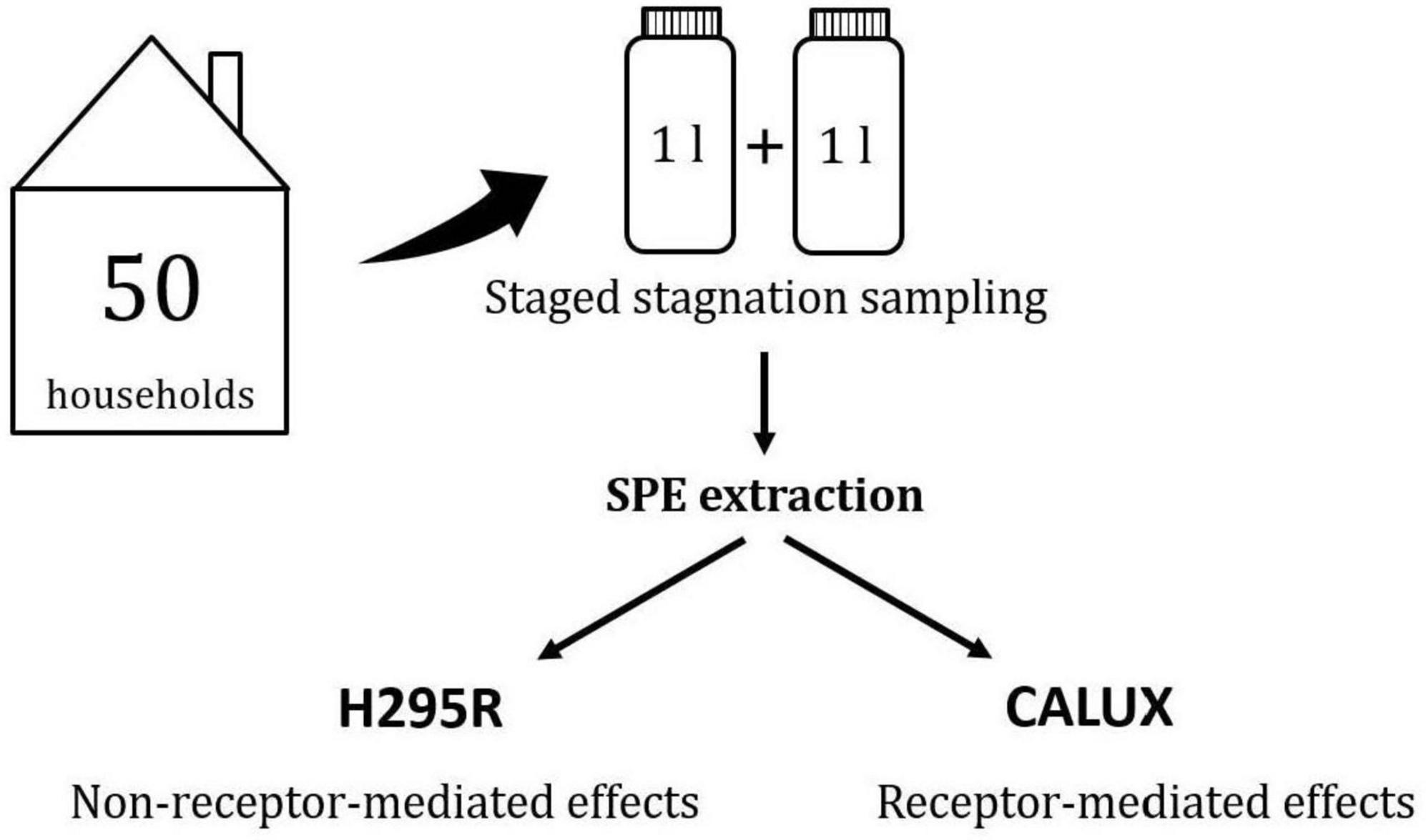 Flowchart illustrating staged stagnation sampling from 50 households. Two bottles labeled “1 l” are shown, followed by “SPE extraction.” The process splits into two paths: H295R for non-receptor-mediated effects and CALUX for receptor-mediated effects.