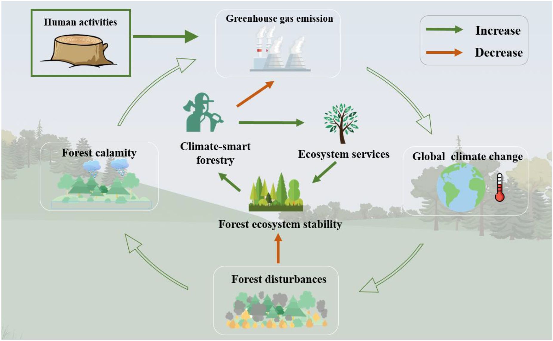 Diagram showing the impact of human activities on forest ecosystems. It illustrates how human activities lead to greenhouse gas emissions, affecting climate change. Climate-smart forestry aims to increase ecosystem services and stability, reducing forest calamities and disturbances. Green arrows indicate an increase; orange arrows indicate a decrease.