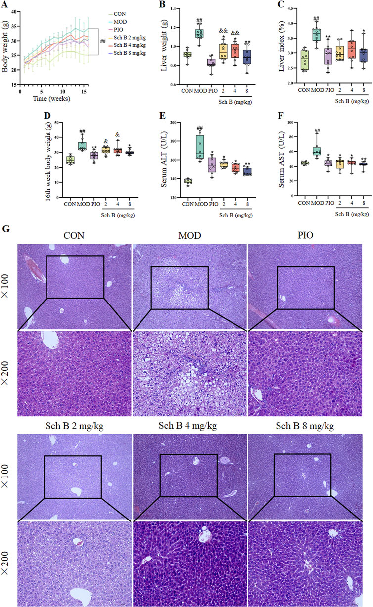 Graphs and histology images depicting the effects of Sch B at various doses on body weight, liver weight, liver index, and enzyme levels in different groups. Histology images show liver tissue sections under different treatments and magnifications, highlighting cellular differences. Labels include CON, MOD, PIO, and Sch B dosages.