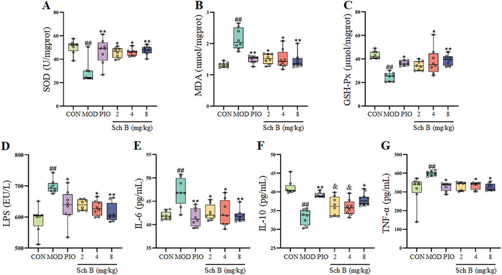 Box plots labeled A to G depicting various biochemical parameters: SOD, MDA, GSH-Px, LPS, IL-6, IL-10, and TNF-α across different groups—CON, MOD, PIO, and Sch B (mg/kg) doses 2, 4, and 8. Each plot shows differences in median values and distribution among groups. Statistical significance is indicated by symbols like ##, *, **, &.