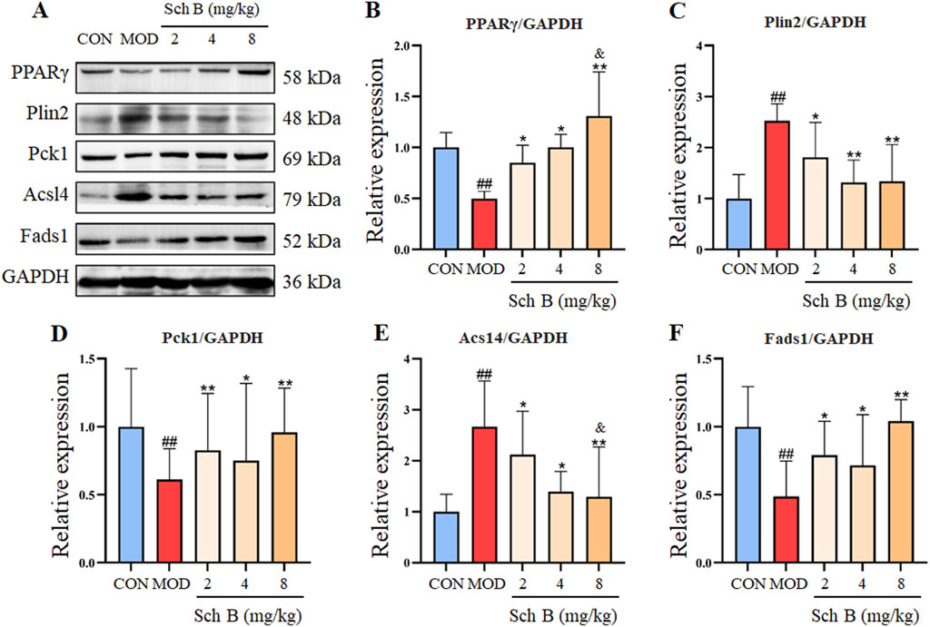 Western blot and bar graph data showing the effect of Schisandrin B (Sch B) on protein expression levels in mice. Panel A depicts Western blot bands for proteins PPARγ, Plin2, Pck1, Acsl4, Fads1, with GAPDH as a loading control, measured at dosages of Sch B (2, 4, and 8 mg/kg). Panels B to F present bar graphs quantifying relative expression (normalized to GAPDH) for PPARγ, Plin2, Pck1, Acsl4, and Fads1, respectively. Control (CON), model (MOD), and treatment groups are indicated. Statistically significant differences between groups are marked with symbols.