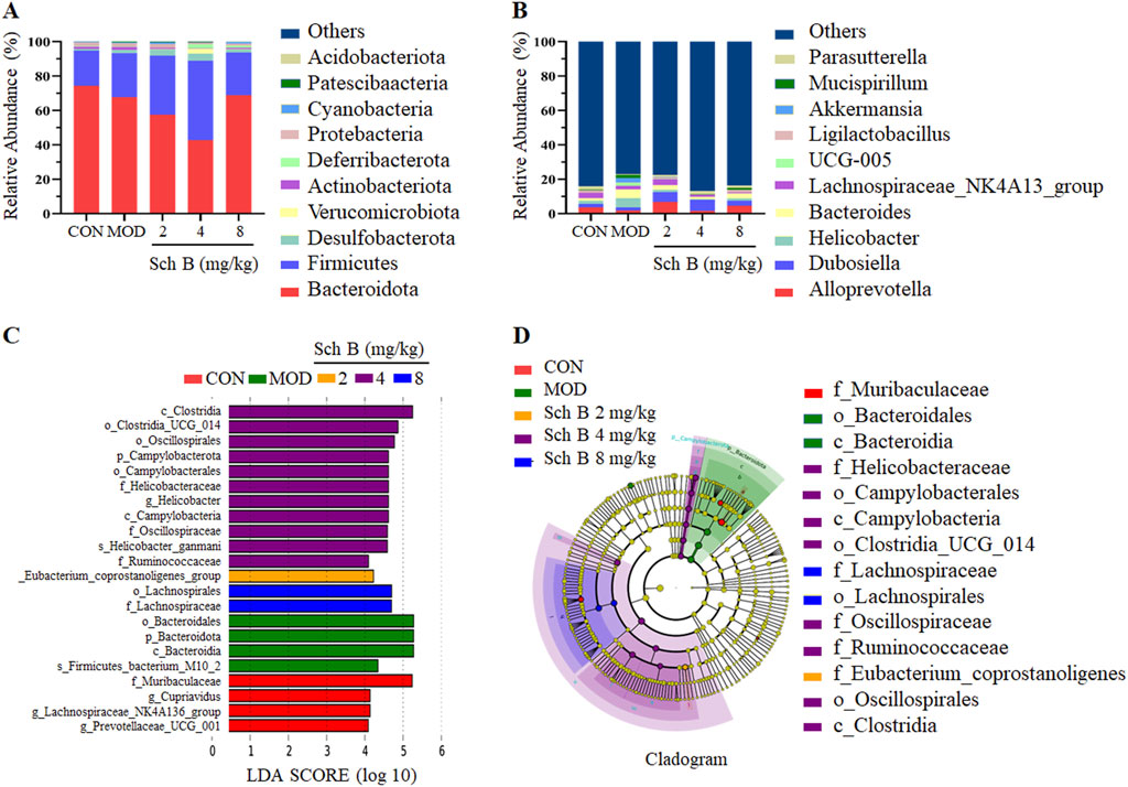 Panel A shows a bar chart of relative abundance of bacterial phyla across different doses of Sch B, with Bacteroidota and Firmicutes dominating. Panel B displays a similar chart focusing on specific genera like Akkermansia and Alloprevotella. Panel C presents an LDA score bar graph indicating significant bacterial taxa influenced by Sch B. Panel D contains a cladogram illustrating taxonomic hierarchies and differentially abundant taxa associated with various Sch B doses. Colors differentiate groups and doses throughout.