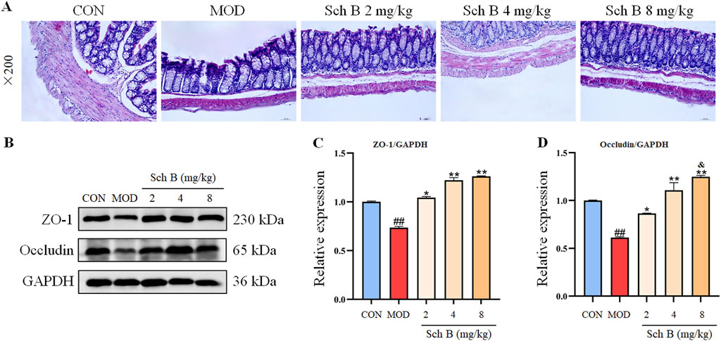 (A) Histological images showing intestinal tissues at 200x magnification under different conditions: control (CON), model (MOD), and treatment with Sch B at doses of 2, 4, and 8 mg/kg. (B) Western blot analysis of ZO-1, Occludin, and GAPDH proteins under the same conditions, highlighting molecular weights. (C) and (D) Bar graphs indicating relative expression levels of ZO-1/GAPDH and Occludin/GAPDH, respectively, with varying Sch B concentrations, showing significant differences between groups.
