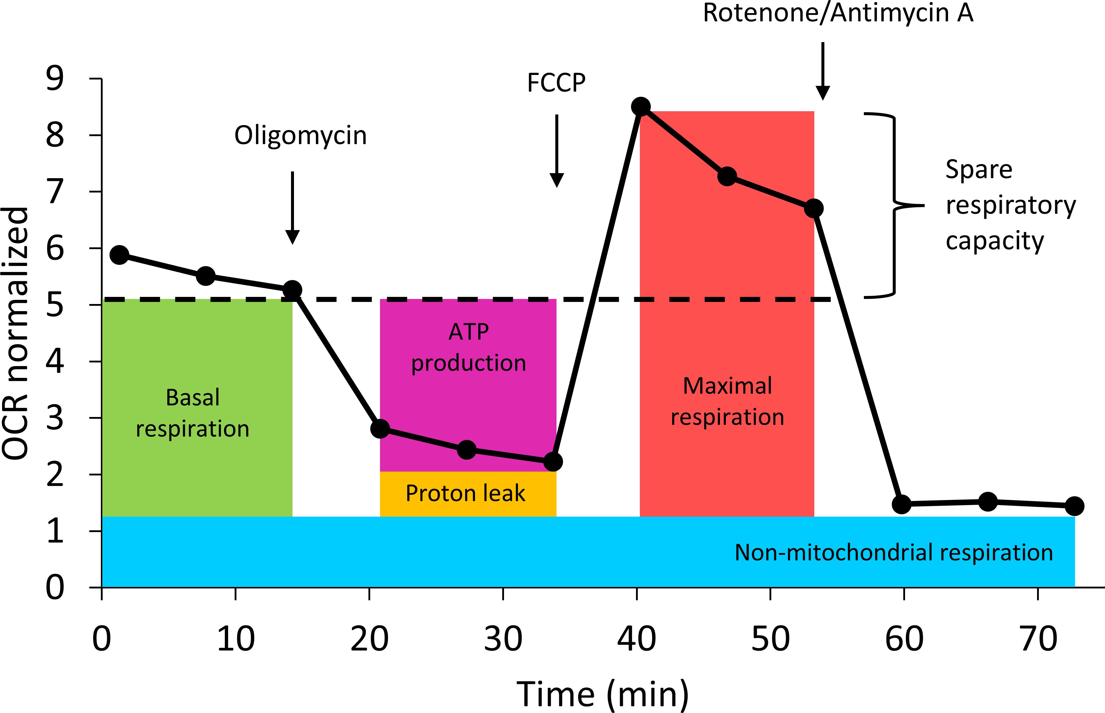 Graph showing oxygen consumption rate (OCR) over time. Colored bars represent different mitochondrial parameters: basal respiration (green), ATP production (purple), proton leak (yellow), maximal respiration (red), and non-mitochondrial respiration (blue). Arrows indicate points for oligomycin, FCCP, and rotenone/antimycin A addition. Spare respiratory capacity is noted between basal and maximal respiration.