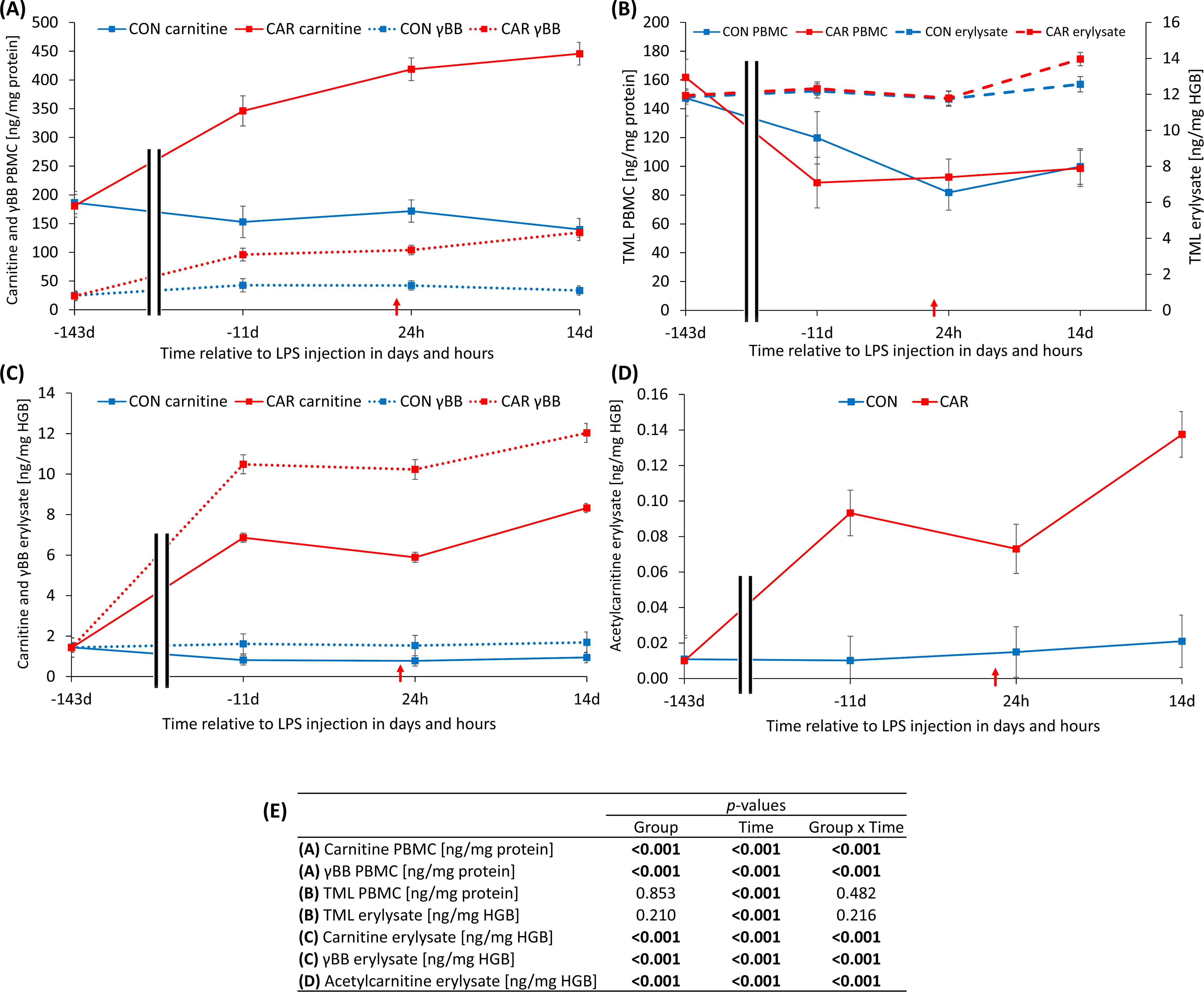 Line graphs displaying carnitine and related compounds over time relative to LPS injection. (A) Shows carnitine and gamma-BB levels in PBMC. (B) Illustrates TML in PBMC and erylysate. (C) Displays carnitine and gamma-BB in erylysate. (D) Shows acetylcarnitine in erylysate. (E) Provides p-values for comparisons. Each graph distinguishes between control (CON) and carnitine (CAR) groups, showing trends from 143 days before to 14 days after injection. Error bars represent variability in data.