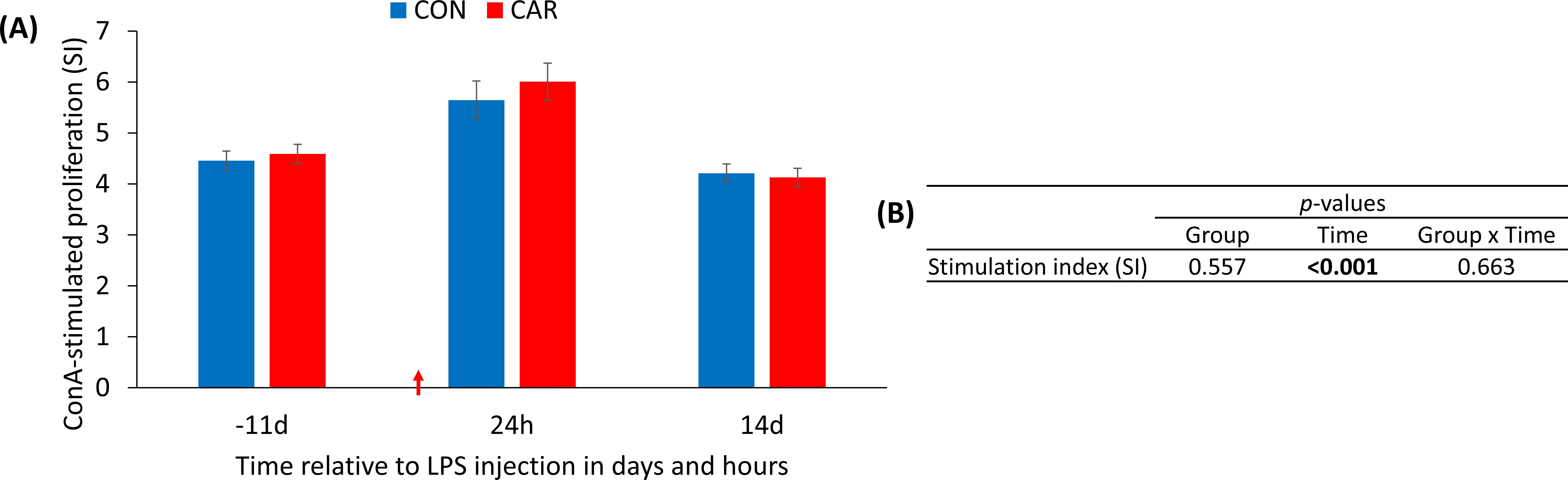 Bar chart comparing ConA-stimulated proliferation (SI) in two groups, CON (blue) and CAR (red), at times -11 days, 24 hours, and 14 days relative to LPS injection. CAR shows slightly higher values at 24 hours. Table displays p-values: Group 0.557, Time less than 0.001, Group x Time 0.663.