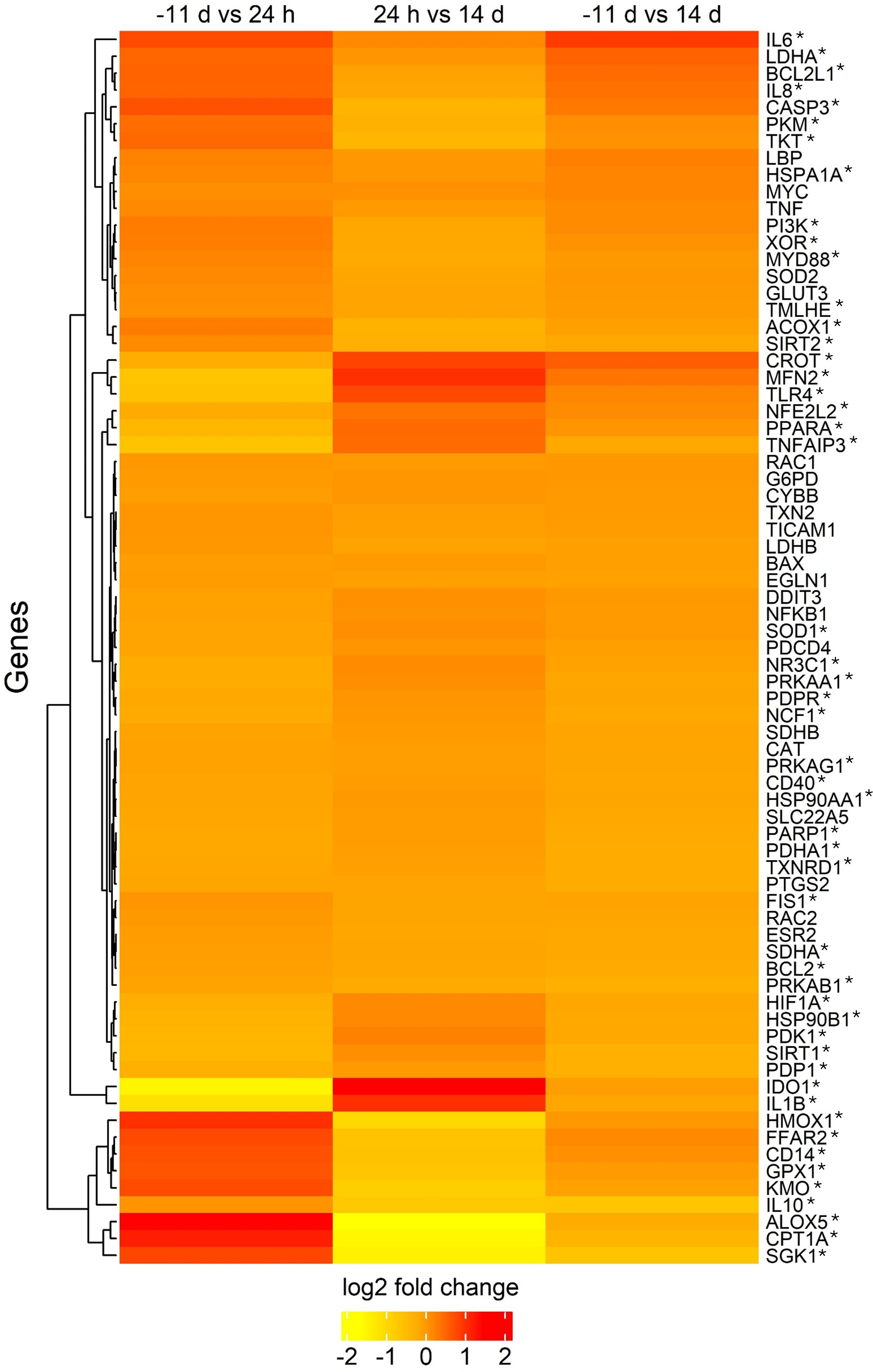Heatmap showing gene expression changes across three comparisons: -11 days vs. 24 hours, 24 hours vs. 14 days, and -11 days vs. 14 days. The genes, listed on the right, show varying levels of expression indicated by color intensity from red (high) to yellow (low) based on log2 fold change.