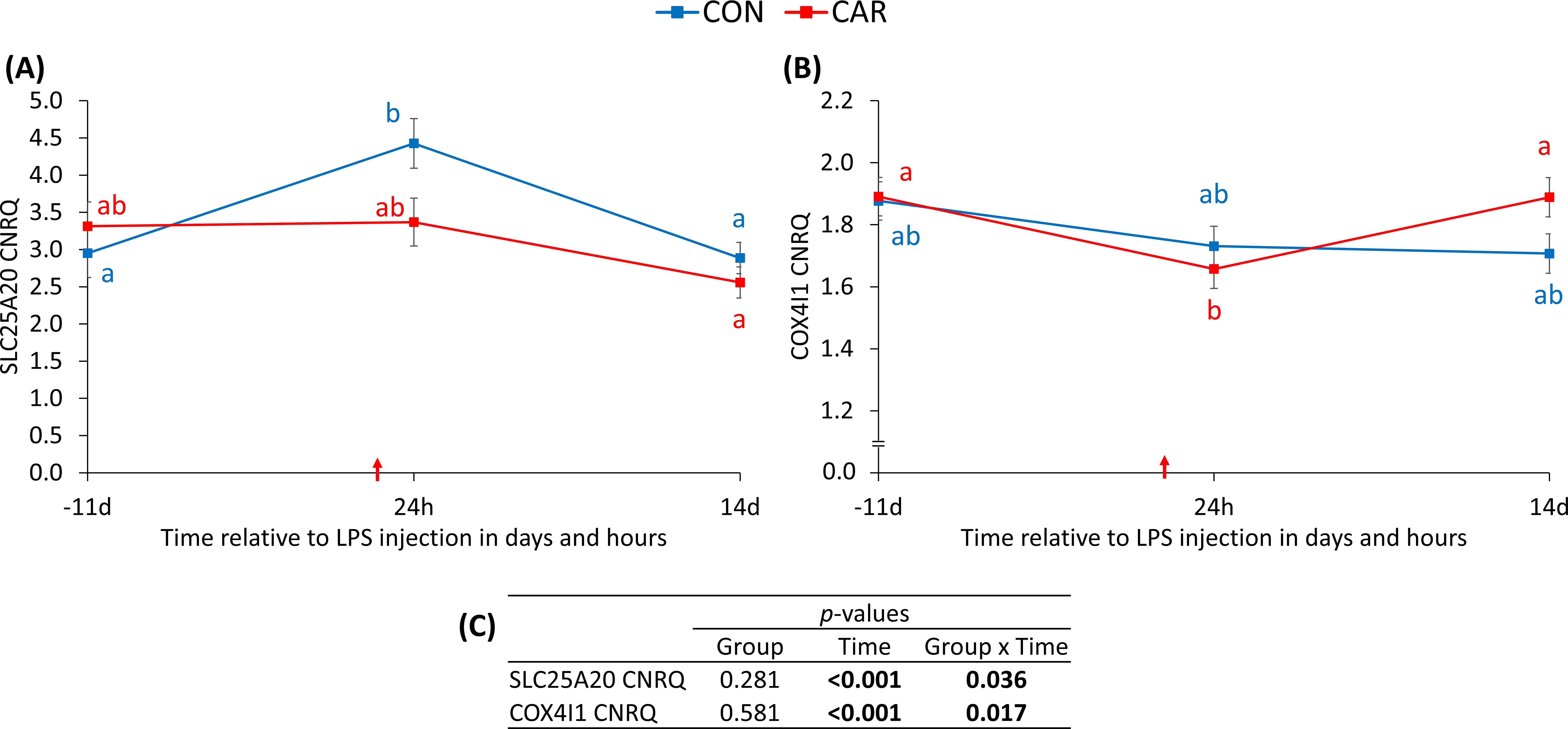 Graphs (A) and (B) show changes in SLC25A20 and COX4I1 CNRQ over time relative to LPS injection in two groups: CON (blue) and CAR (red). Graph (A) depicts SLC25A20 with an increase at 24 hours in CON, while CAR remains stable. Graph (B) shows COX4I1 with a decrease in CON and an increase in CAR at 14 days. Panel (C) presents p-values for group, time, and group-time interaction, indicating significant changes over time.