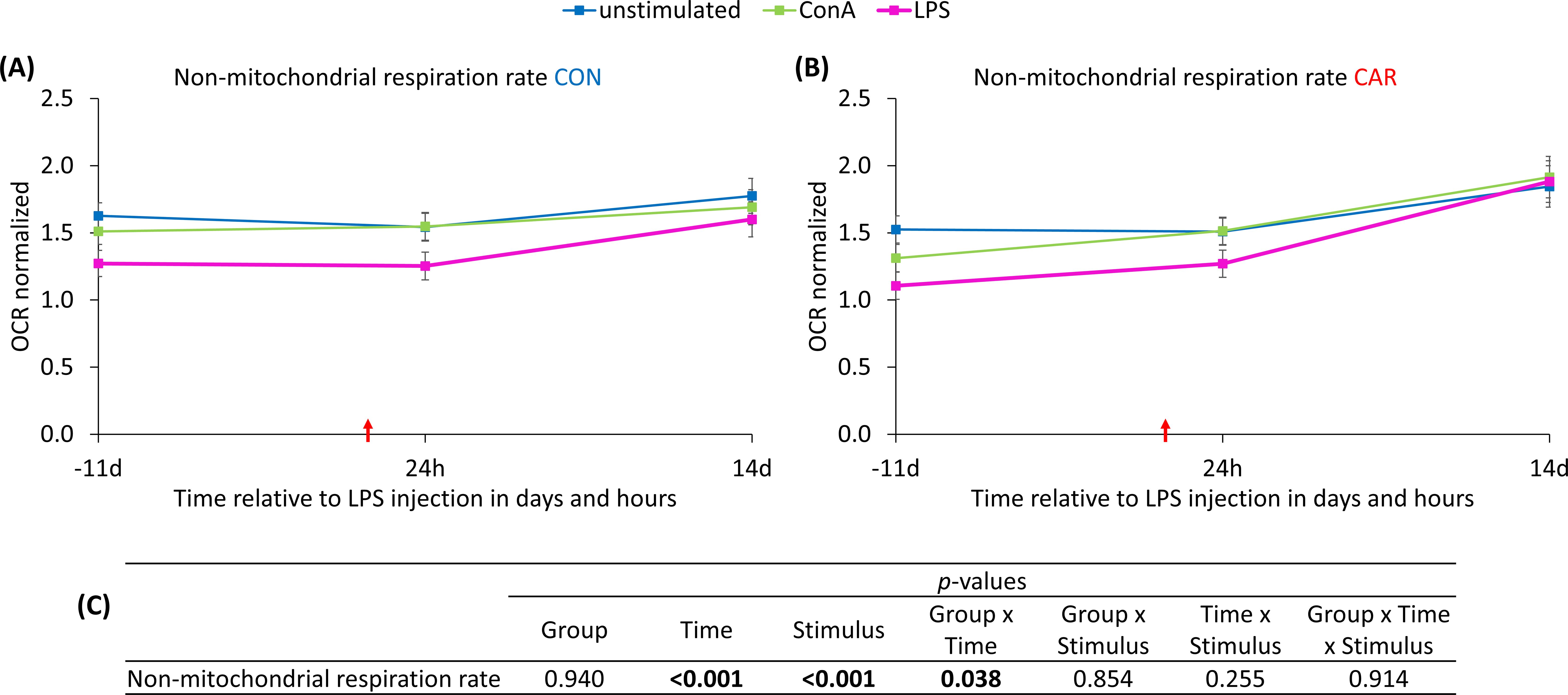 Graphs A and B depict non-mitochondrial respiration rates with “unstimulated,” “ConA,” and “LPS” conditions over time related to LPS injection. Both graphs show measurements at -11 days, 24 hours, and 14 days. A red arrow marks the LPS injection point. Graph A represents the “CON” group while graph B shows the “CAR” group. Part C presents p-values for various comparisons, indicating statistical significance, especially noted for time and group interactions.