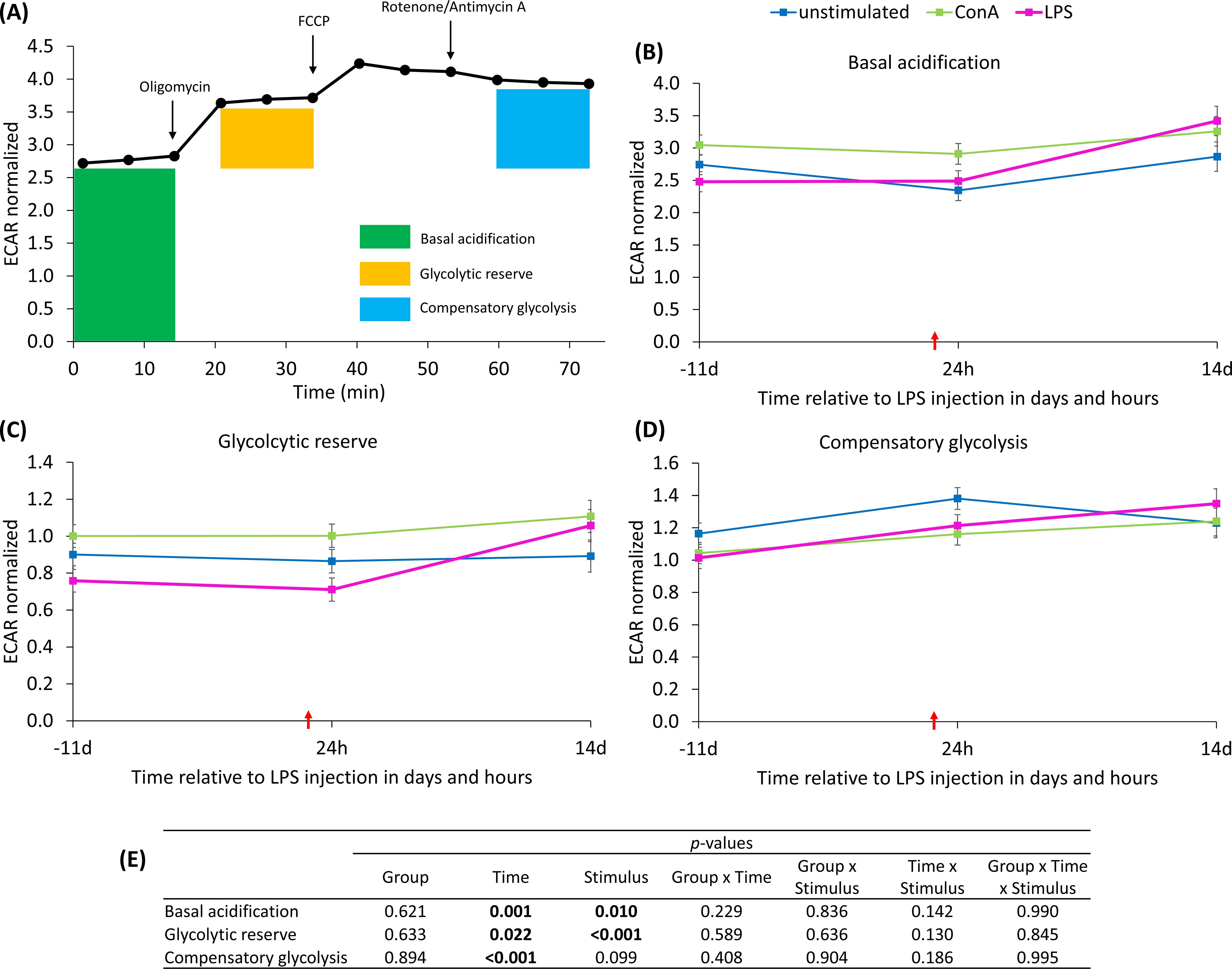 Graph A shows ECAR over time, indicating basal acidification, glycolytic reserve, and compensatory glycolysis with treatments: oligomycin, FCCP, and rotenone/antimycin A. Graphs B, C, and D compare ECAR changes due to basal acidification, glycolytic reserve, and compensatory glycolysis, respectively, with unstimulated, ConA, and LPS treatments. Time is relative to LPS injection from -11 days to 14 days. Panel E lists p-values for these factors across different conditions.