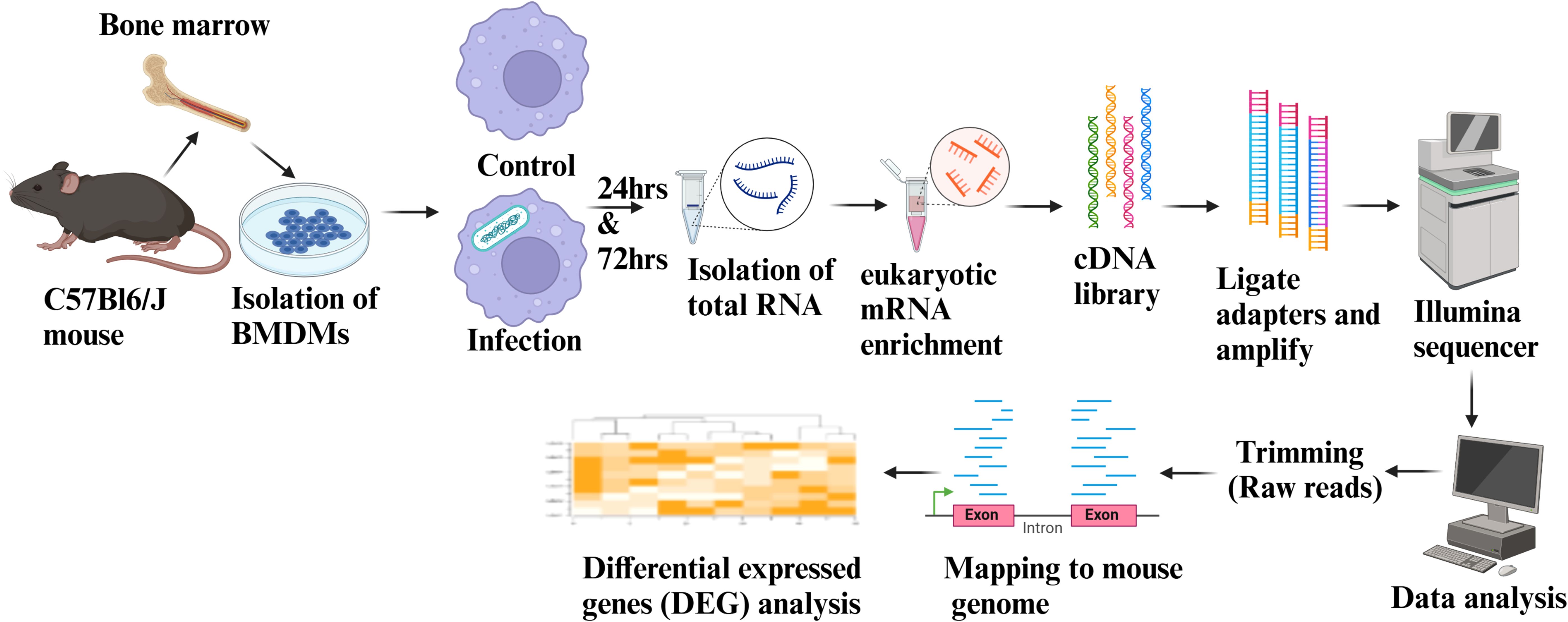 Experimental workflow diagram showing RNA sequencing from C57Bl6/J mouse bone marrow. Steps include isolation of bone marrow-derived macrophages (BMDMs), followed by control and infection conditions, RNA isolation at 24 and 72 hours, eukaryotic mRNA enrichment, cDNA library creation, adapter ligation, sequencing with Illumina, raw data trimming, mapping to mouse genome, and differential gene expression analysis.