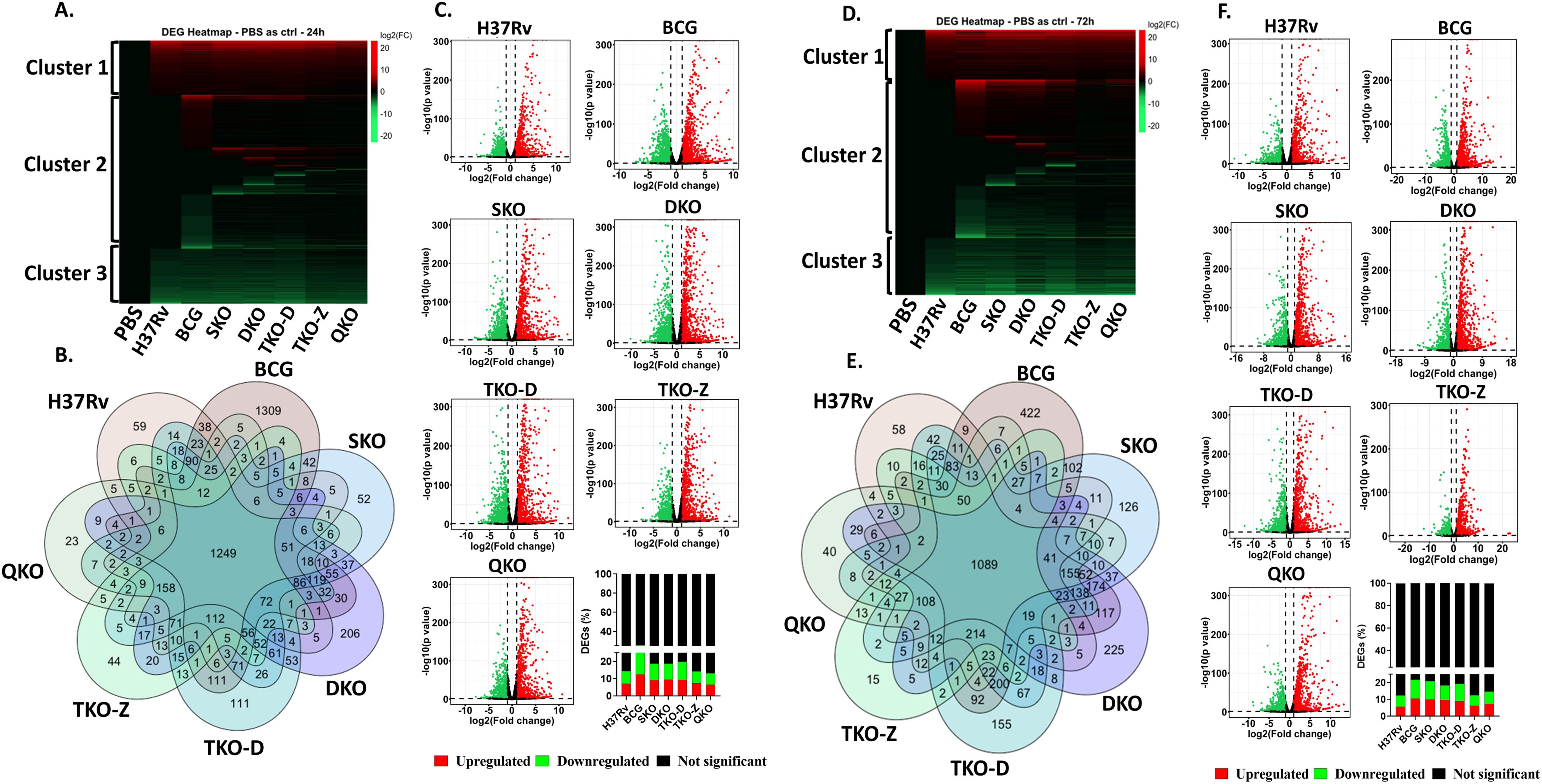 Diagram showing differential gene expression in various conditions. Panels A and D are heatmaps displaying gene clusters after 24 and 72 hours, respectively. Panels B and E are Venn diagrams showing overlapping genes across different treatments such as H37Rv, BCG, SKO, DKO, TKO-D, TKO-Z, and QKO. Panels C and F feature volcano plots indicating gene expression changes, with red dots for upregulation, green for downregulation, and black for no change.