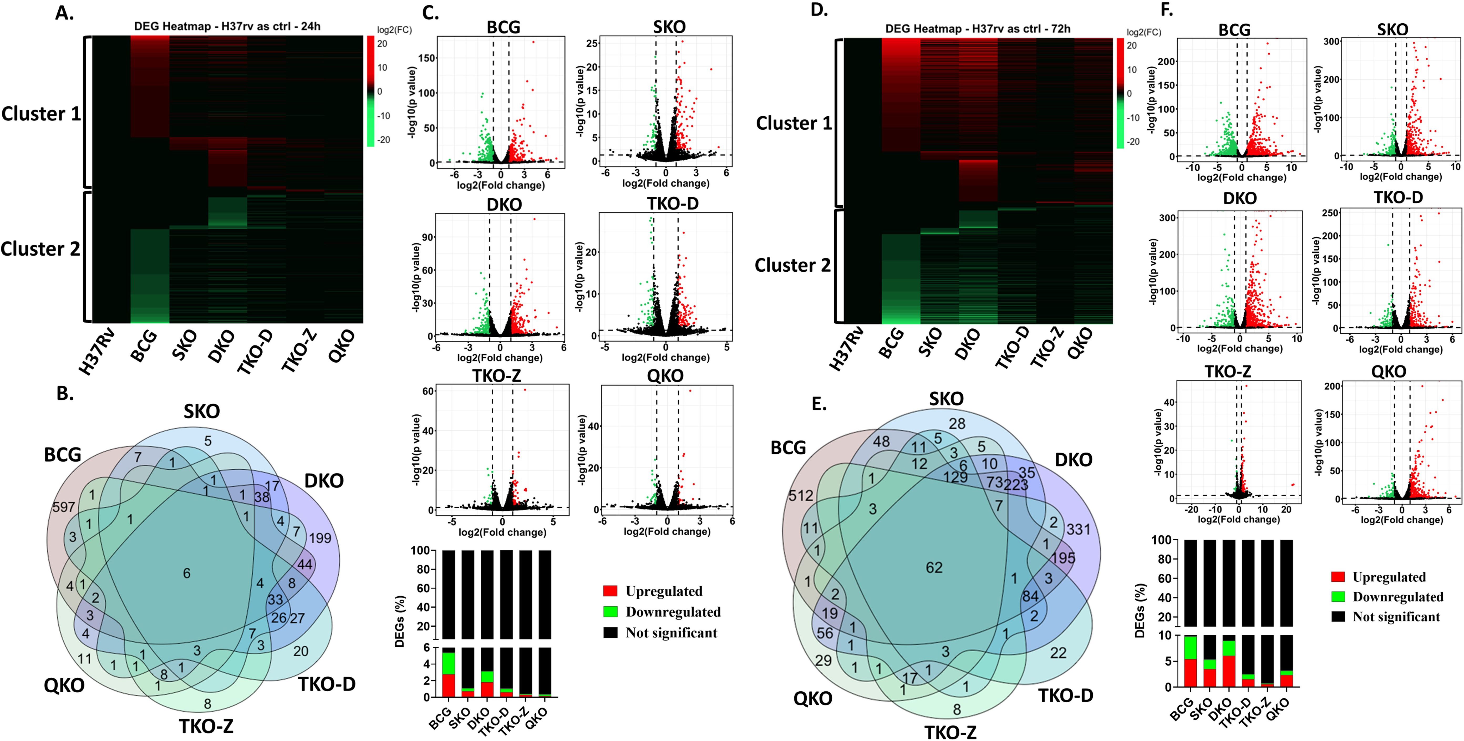 Composite image showing several panels analyzing differential gene expression (DEG). Panel A and D present heatmaps indicating log2 fold changes at different time points (24h and 72h), with clusters 1 and 2 marked. Panels B and E display Venn diagrams illustrating overlaps in gene expression changes across different conditions labeled BCG, SKO, DKO, TKO-D, TKO-Z, QKO. Panels C and F show volcano plots with axes labeled log2(Fold change) and -log10(p value), highlighting gene regulation status (upregulated in red, downregulated in green, no change in black). Bar charts at the bottom detail the percentage of DEGs.