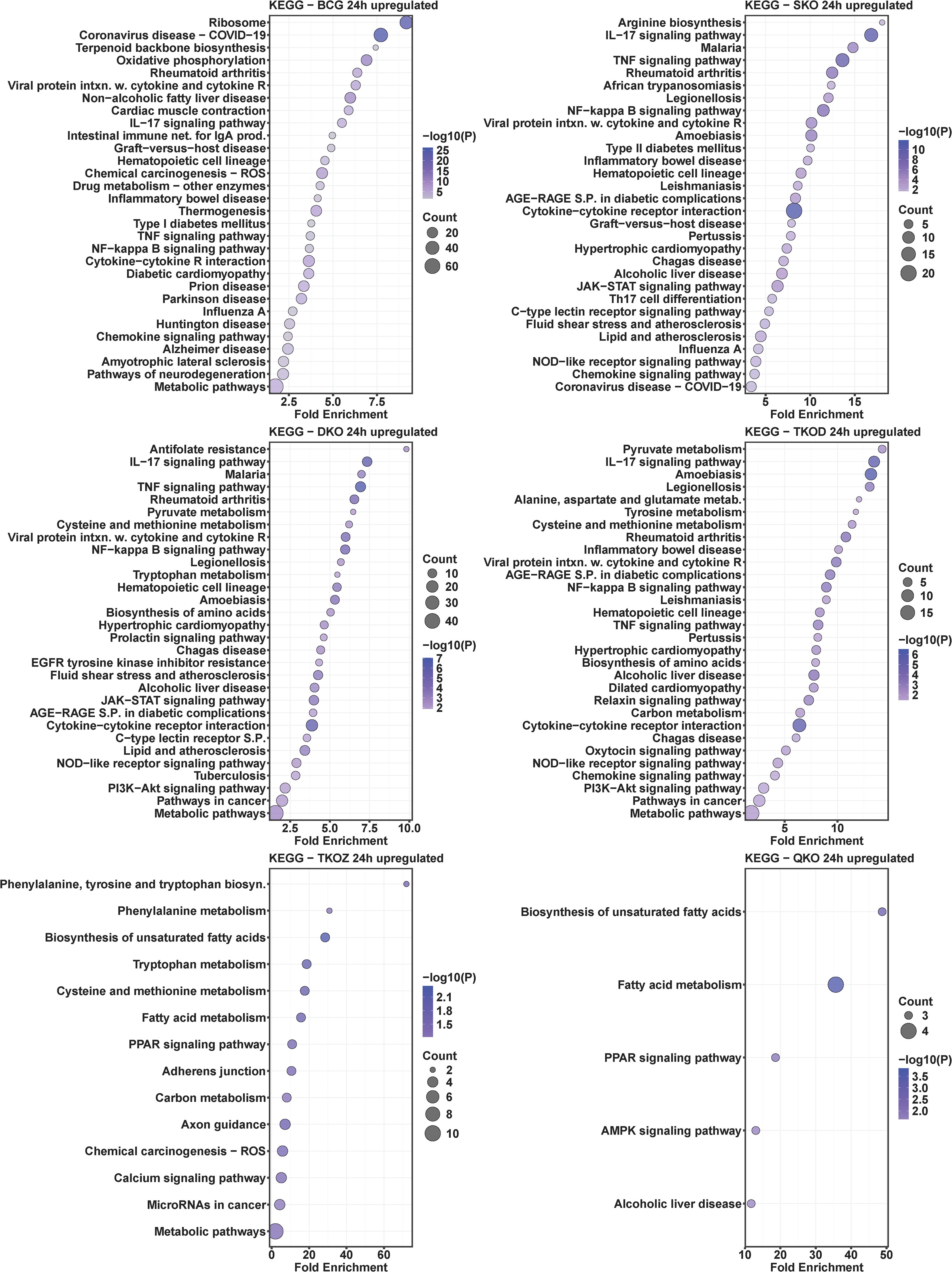 Six scatter plots display KEGG pathway enrichment analysis for different experimental conditions. Each plot shows pathways on the y-axis and fold enrichment on the x-axis. Dot size represents the count of genes, and color indicates statistical significance, with darker colors showing higher significance. Pathways include cytokine interactions, metabolism, disease pathways, and signaling pathways. Each panel is labeled with a specific experimental condition, such as “BCG 24h upregulated” and “QKO 24h upregulated.