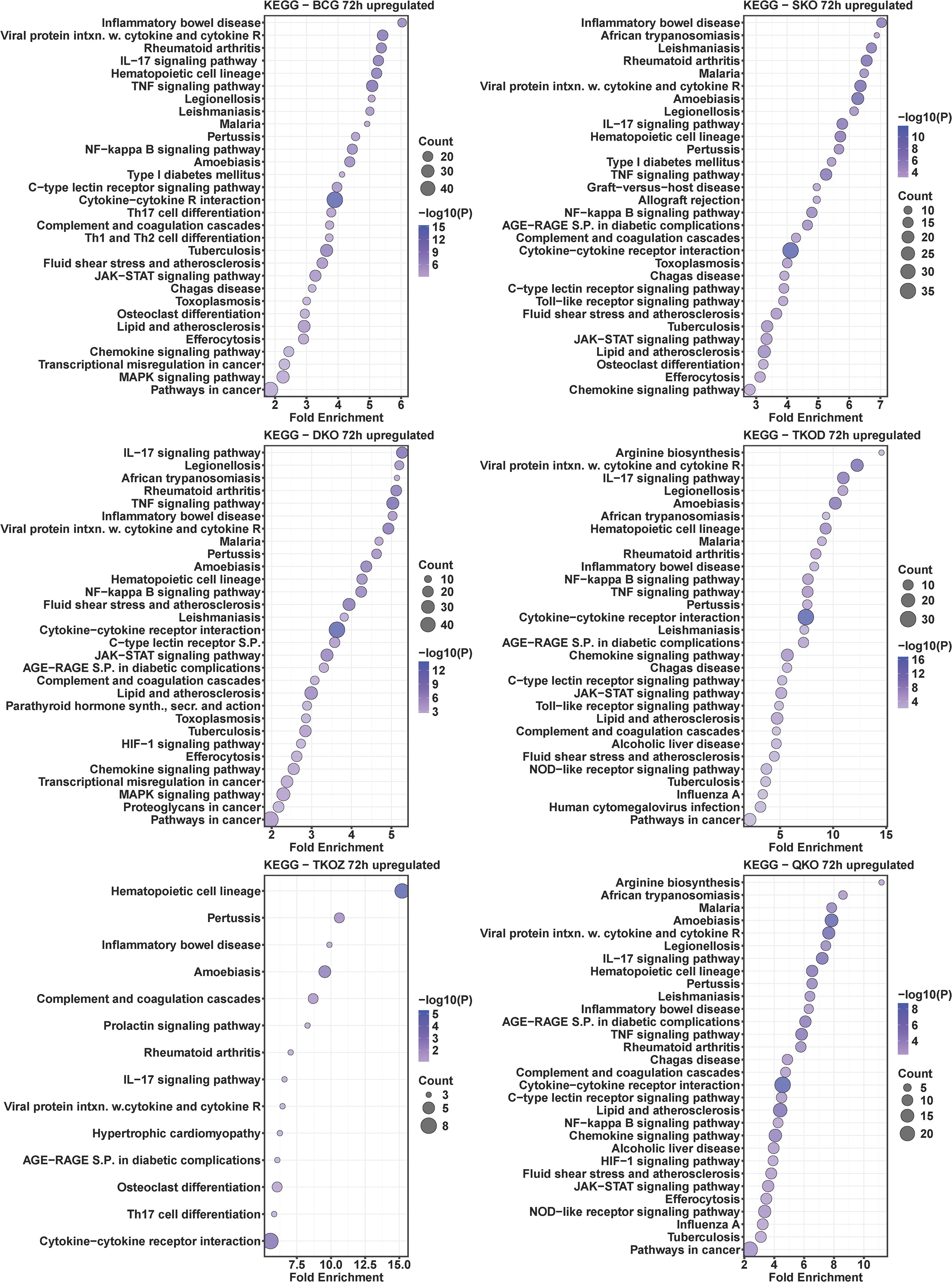Six bubble charts display KEGG pathway enrichment analysis for different experimental conditions over seventy-two hours, labeled BCG, SKO, DKO, TKOD, TKOZ, and QKO. Pathways are on the y-axis, and fold enrichment is on the x-axis. Bubble size represents count, and color indicates -log10(p-value). Notable pathways include “Inflammatory bowel disease,” “IL-17 signaling pathway,” and “Hematopoietic cell lineage,” with varying fold enrichment and significance levels across conditions.
