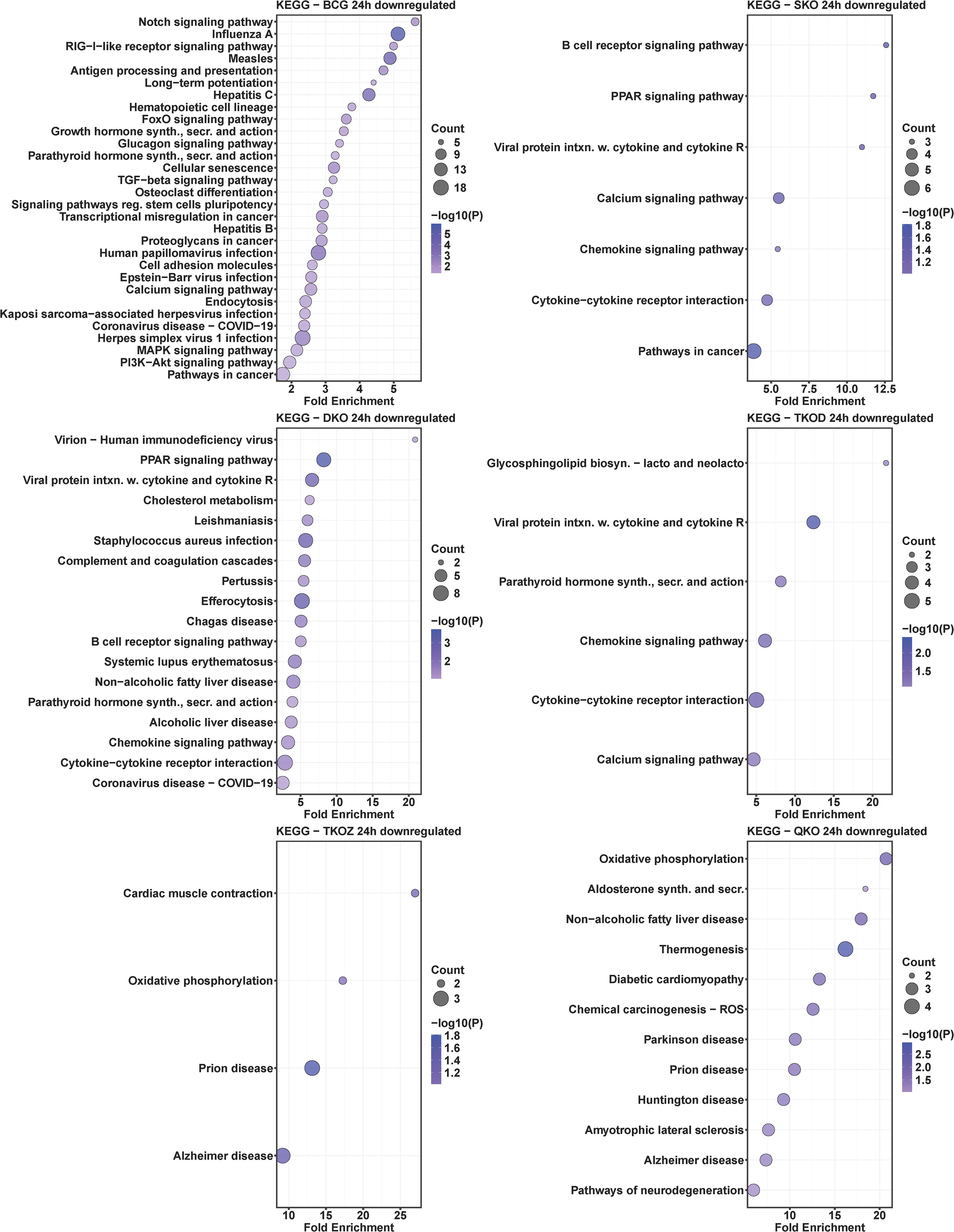 Four dot plot graphs depicting KEGG pathway enrichment analysis for different conditions: BCG, SKO, DKO, TKOD, TKOZ, and QKO at 24 hours. Each graph shows “Fold Enrichment” on the x-axis and pathways on the y-axis. Dot size indicates gene count, and color represents significance with darker shades for higher -log10(P) values. Pathways include signaling pathways, infections, diseases, and metabolic processes, with varying degrees of enrichment and significance.