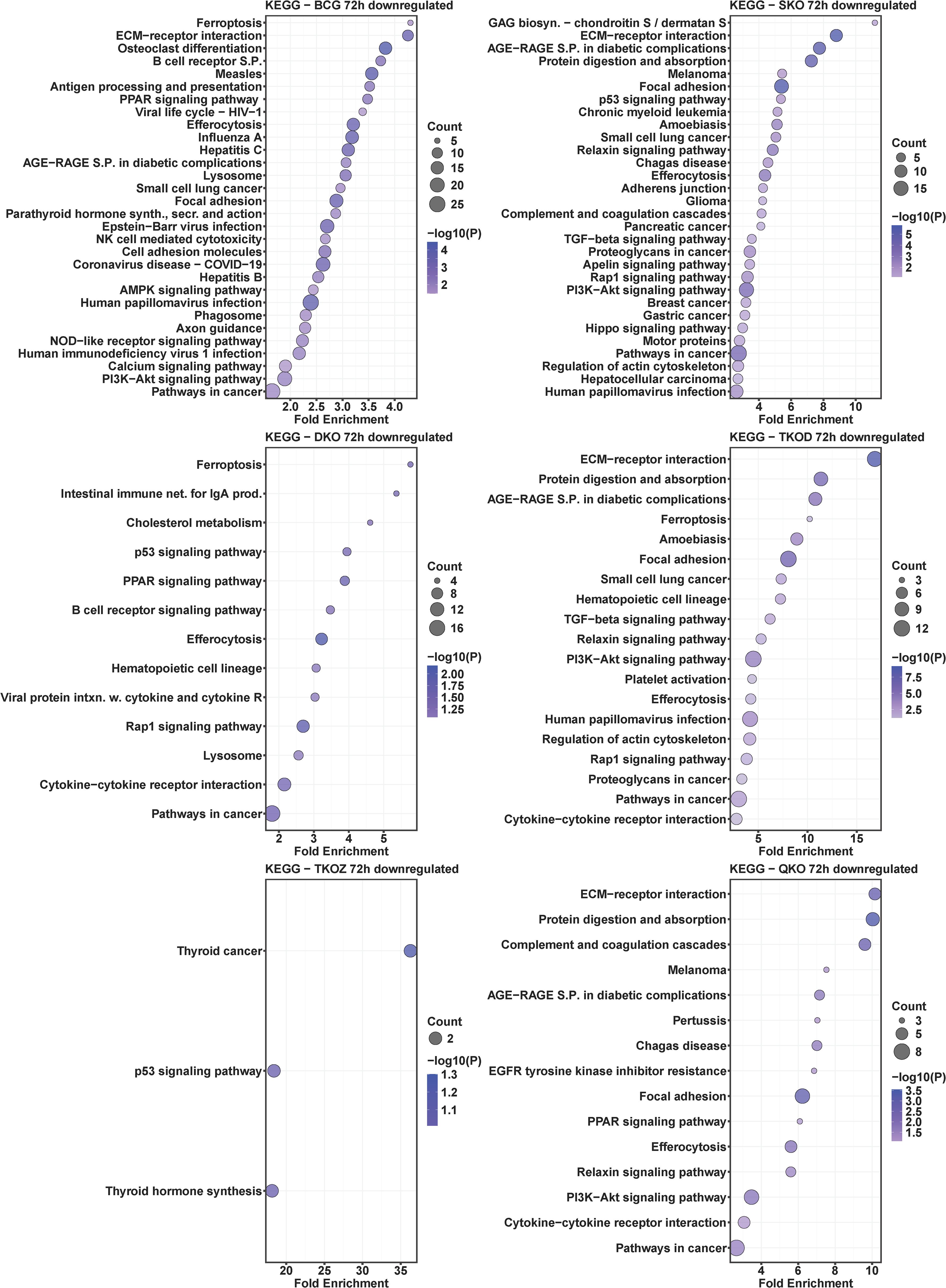 Bubble plots display KEGG pathway analysis for five conditions (BCG, DKO, SKO, TKOD, TKOZ, QKO) at seventy-two hours, focusing on downregulated pathways. Each plot includes fold enrichment on the x-axis, pathways listed on the y-axis, and bubbles representing count and significance levels (\( -\log_{10}(P) \)) indicated by size and color. Specific pathways and counts vary in each chart, highlighting differences in downregulation across various analyses.