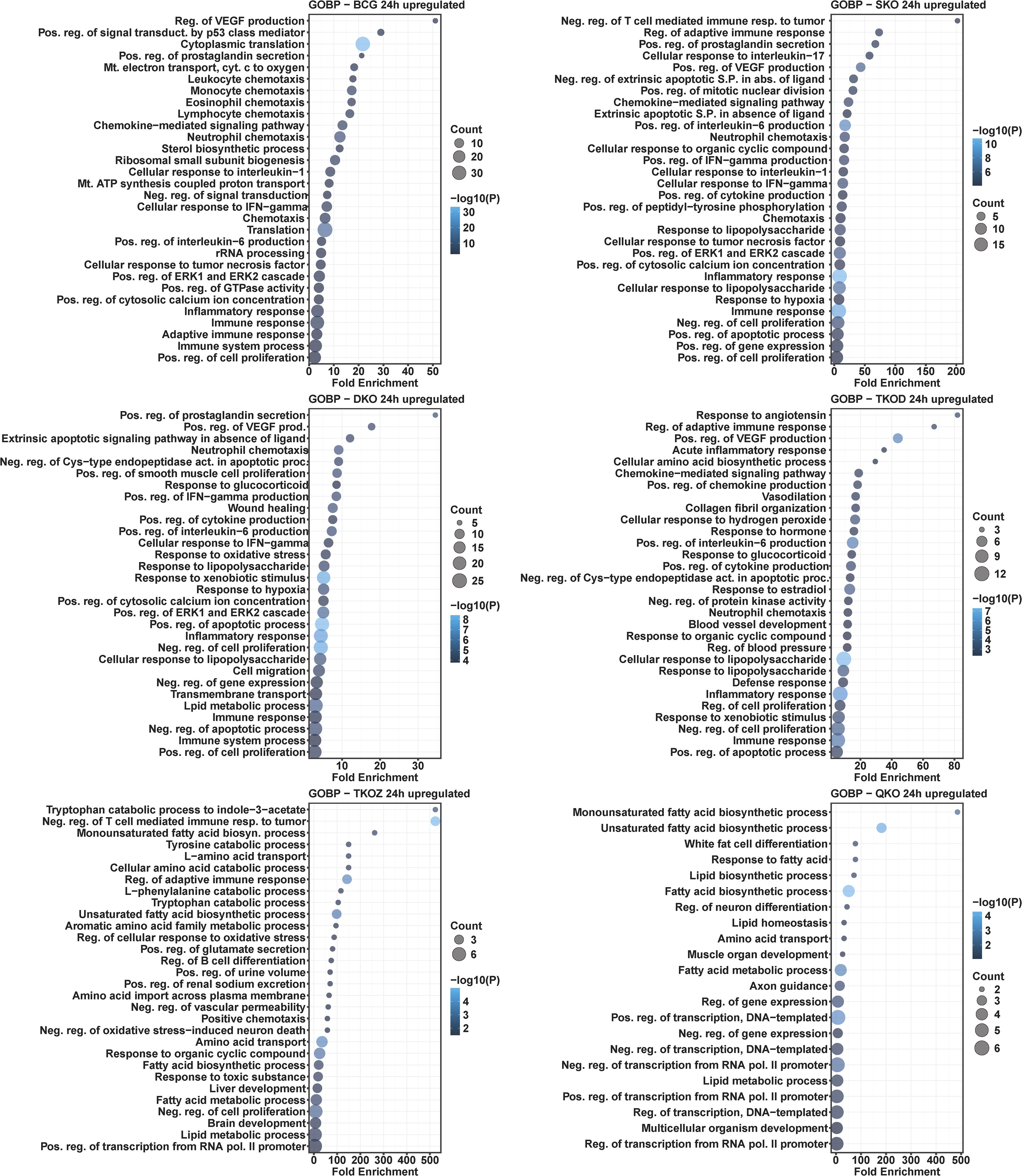 Scatter plots of gene ontology biological process (GOBP) terms that are upregulated in various knockout conditions after 24 hours: BCG, DKO, SKO, TKD0Z, and QK0. Each graph shows terms with fold enrichment on the x-axis, circles sized by count, and color-coded by negative log p-value.
