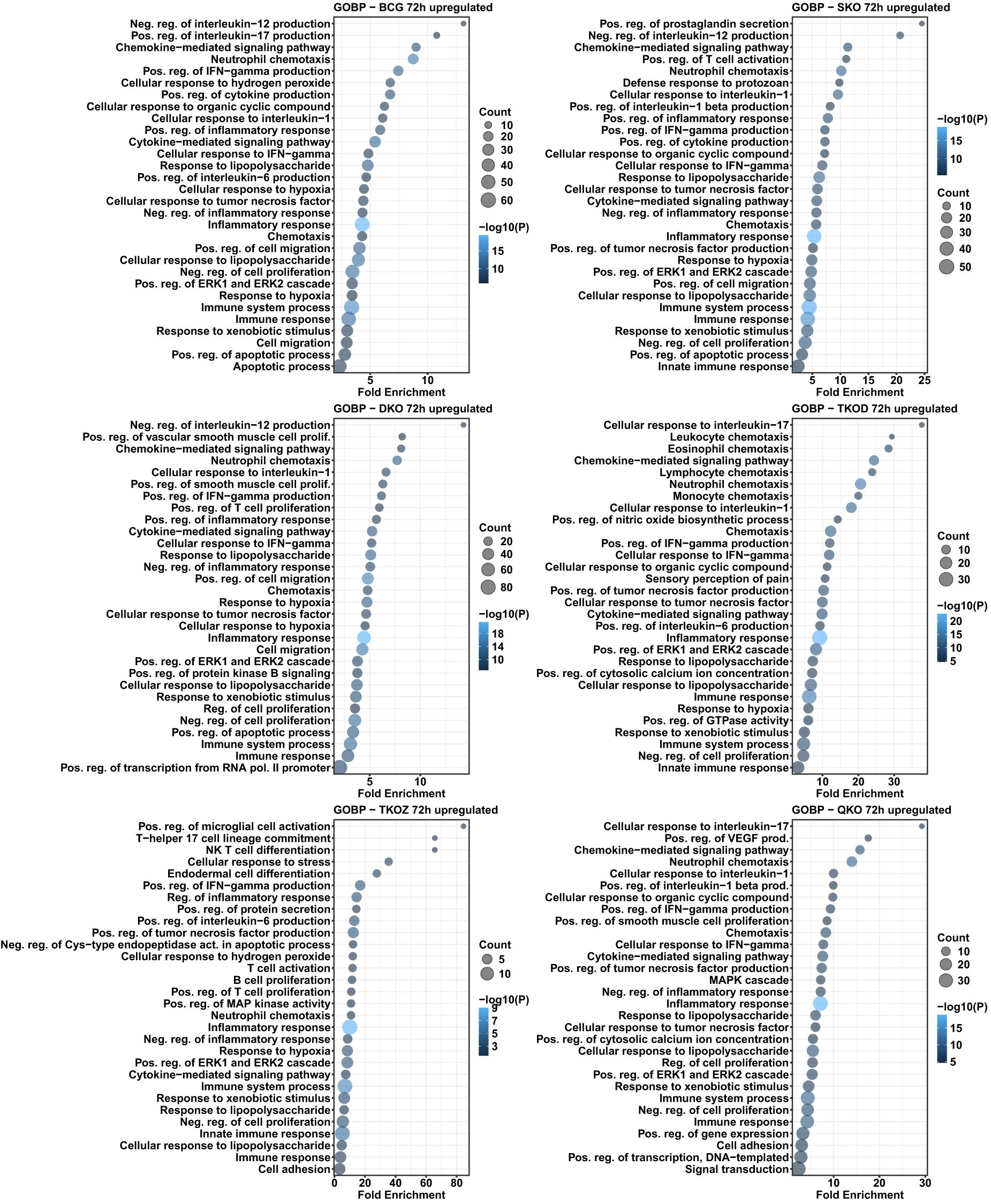 Six scatter plots visualizing gene ontology biological process (GOBP) enrichment analysis for various upregulated conditions: BCG 72h, SKO 72h, DKO 72h, TKD0 72h, TKOZ 72h, and QKO 72h. Each plot shows different biological processes along the y-axis and fold enrichment along the x-axis, with dot size representing the gene count and color intensity indicating the negative log of p-values. Common processes include interleukin production, inflammatory response, and chemokine signaling.