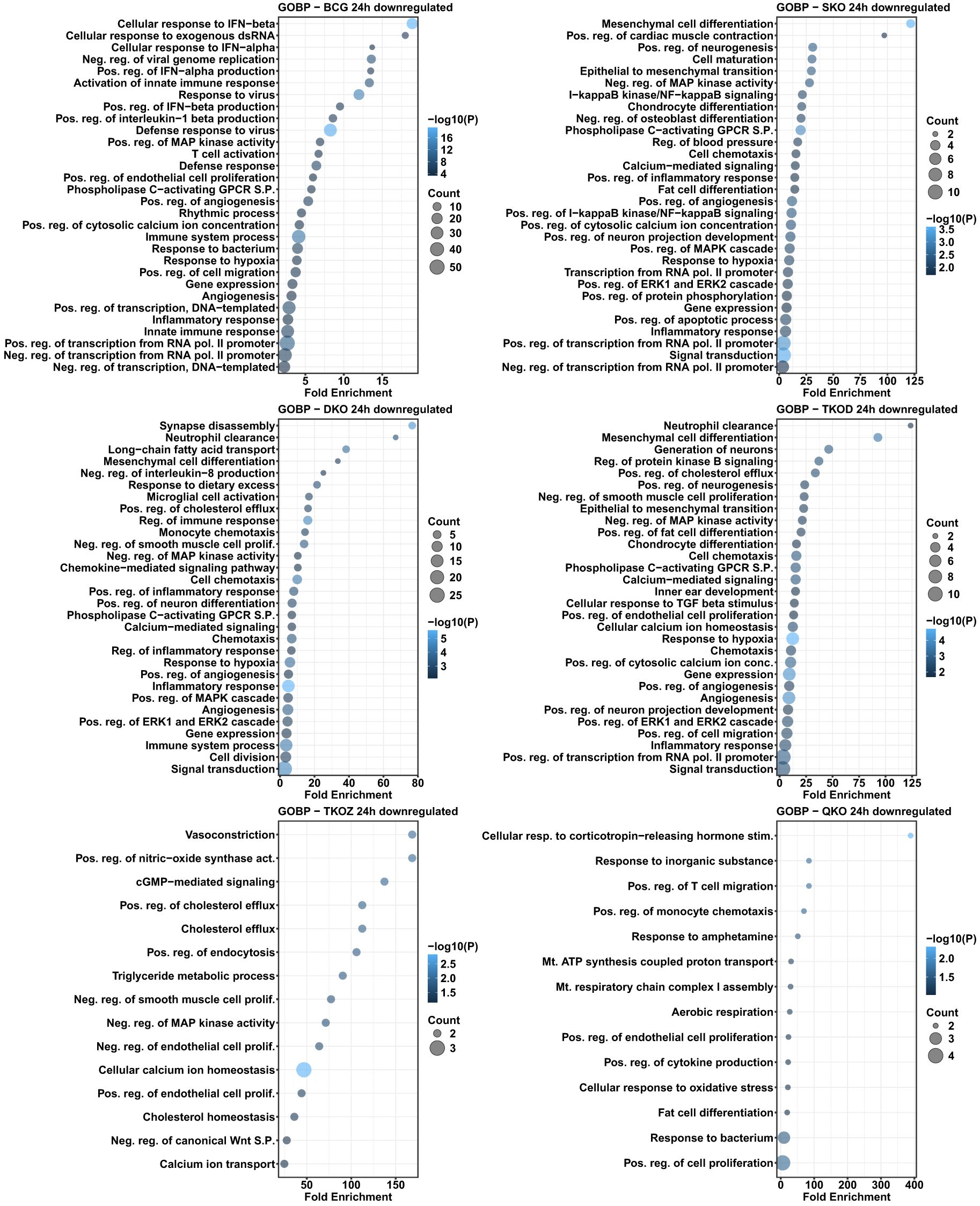 Six scatter plots display gene ontology biological process (GOBP) analyses for various knockdowns (BCG, DKO, SKO, TKOD, TKOZ, QKOZ) at 24 hours, showing downregulated processes. Each plot presents fold enrichment on the x-axis against different biological processes, with dot size indicating count and color reflecting \(-\log{10}(P)\) values. Specific processes like mesenchymal cell differentiation, immune response, and cellular response to stimuli are highlighted across the plots.