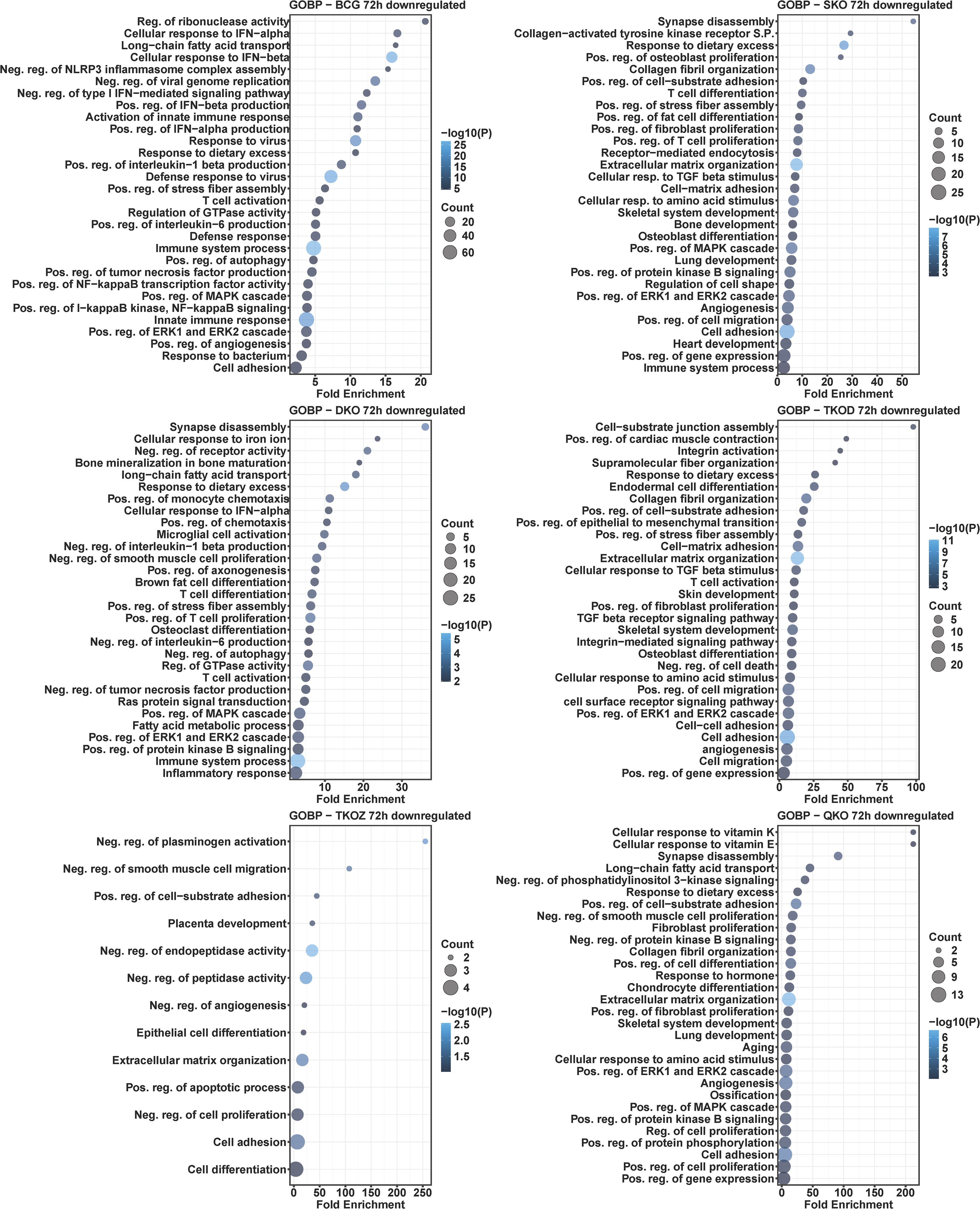 Six dot plot graphs display gene ontology biological process (GOBP) terms that are downregulated at 72 hours for different experimental conditions: BCG, SKO, DKO, TKOD, TKDZ, and QKOD. Each graph shows fold enrichment on the x-axis and consists of various colored dots representing different counts of significance levels, indicated by a color gradient corresponding to negative logarithm of p-values. Each plot includes terms related to cellular processes, immune response, and developmental activities.