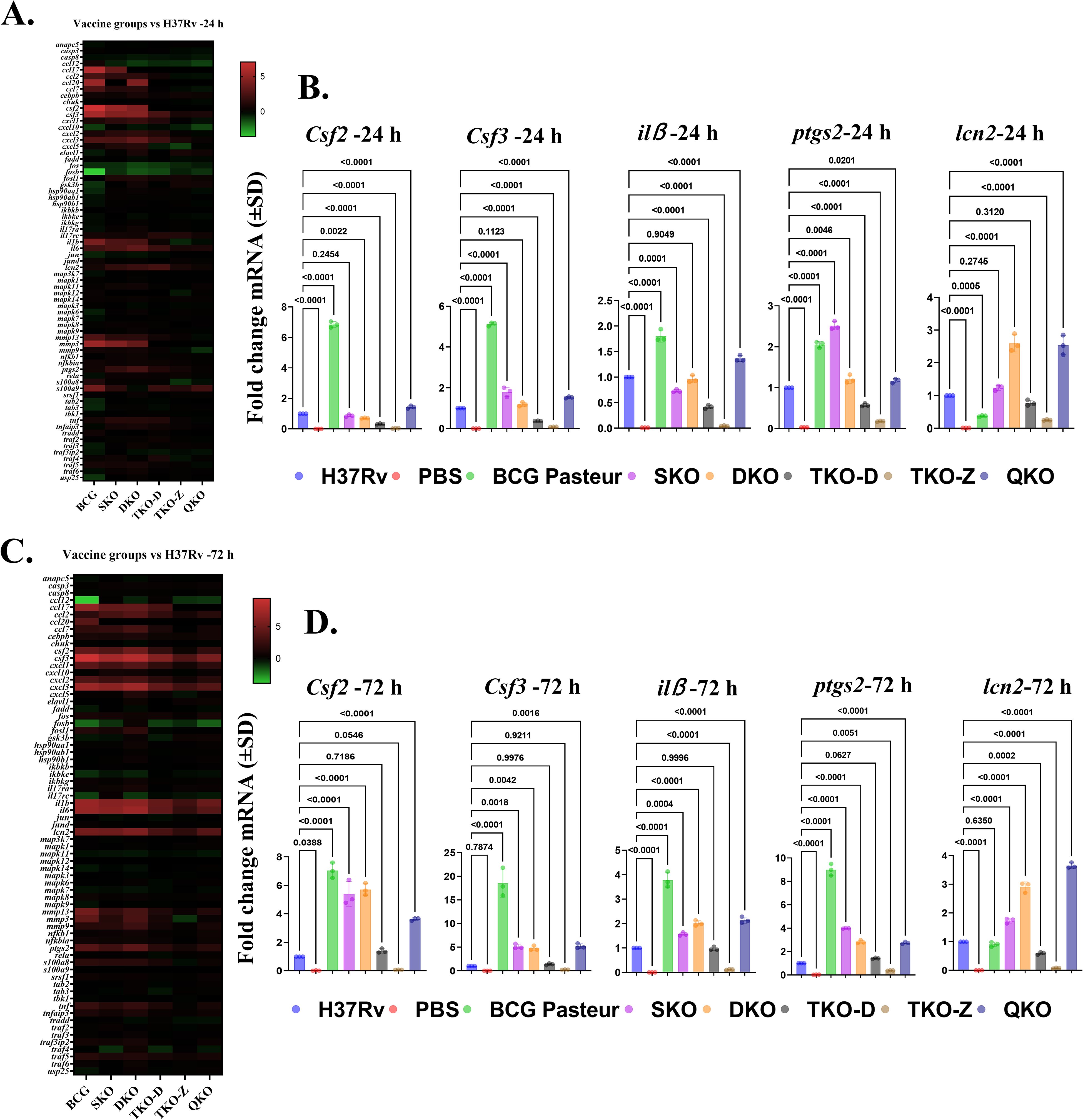 Panel A shows a heatmap of gene expression changes comparing vaccine groups to H37Rv at 24 hours. Panel B presents bar graphs illustrating mRNA fold change with various vaccines at 24 hours for genes Csf2, Csf3, ilB, ptgs2, and lcn2, highlighting significant differences. Panel C displays a heatmap for 72-hour comparisons. Panel D features bar graphs for the same genes at 72 hours, showing varied expression levels across vaccine treatments. Each graph includes statistical significance markers, with group labels colored for each vaccine type.