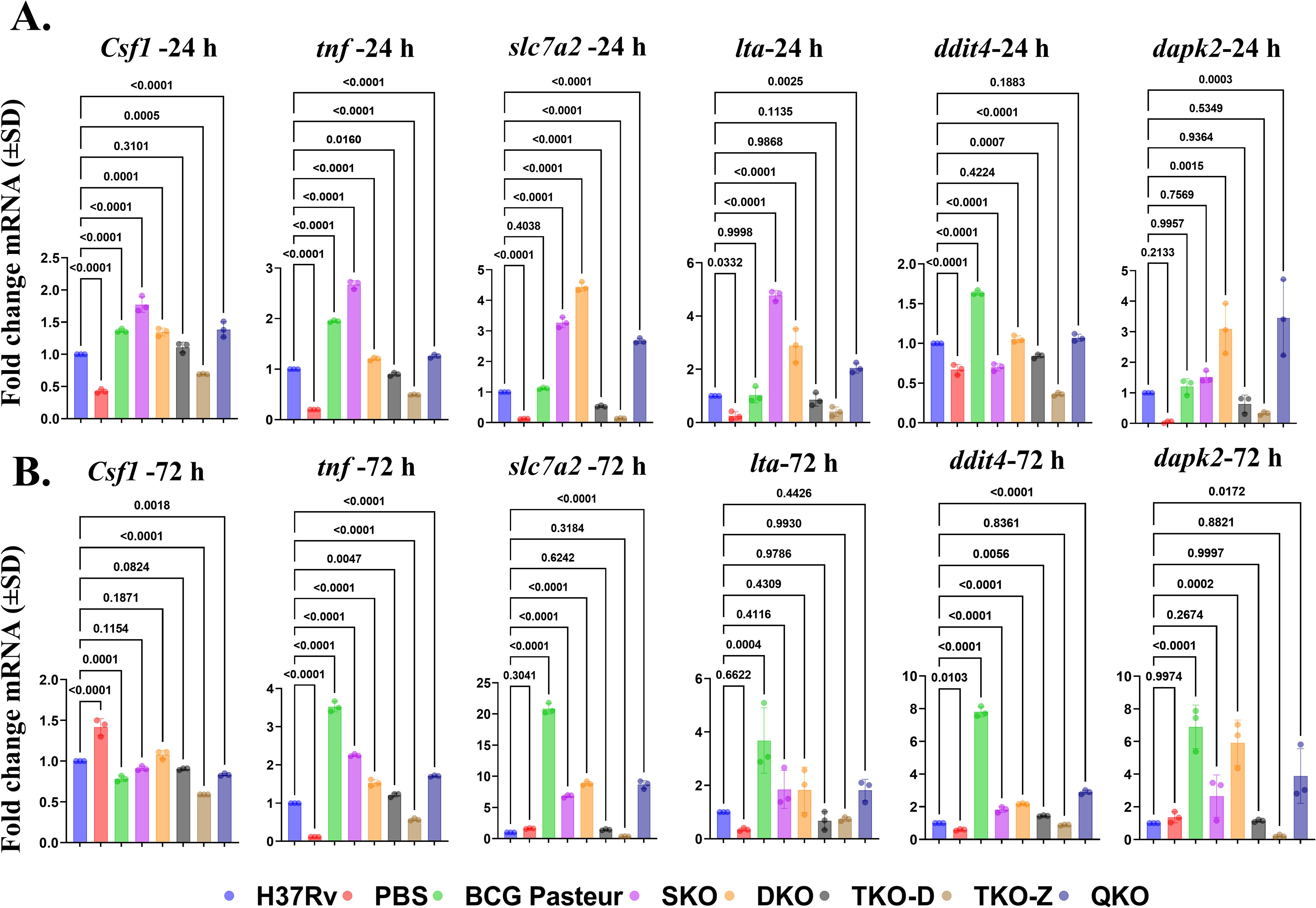 Bar graphs comparing fold change in mRNA expression levels for six genes (Csfl, tnf, slc7a2, lta, ddit4, and dapk2) at 24 hours (A) and 72 hours (B). Each graph shows various treatments: H37Rv, PBS, BCG Pasteur, SKO, DKO, TKO-D, TKO-Z, and QKO. Statistical significance between groups is indicated with p-values. Error bars represent standard deviation.