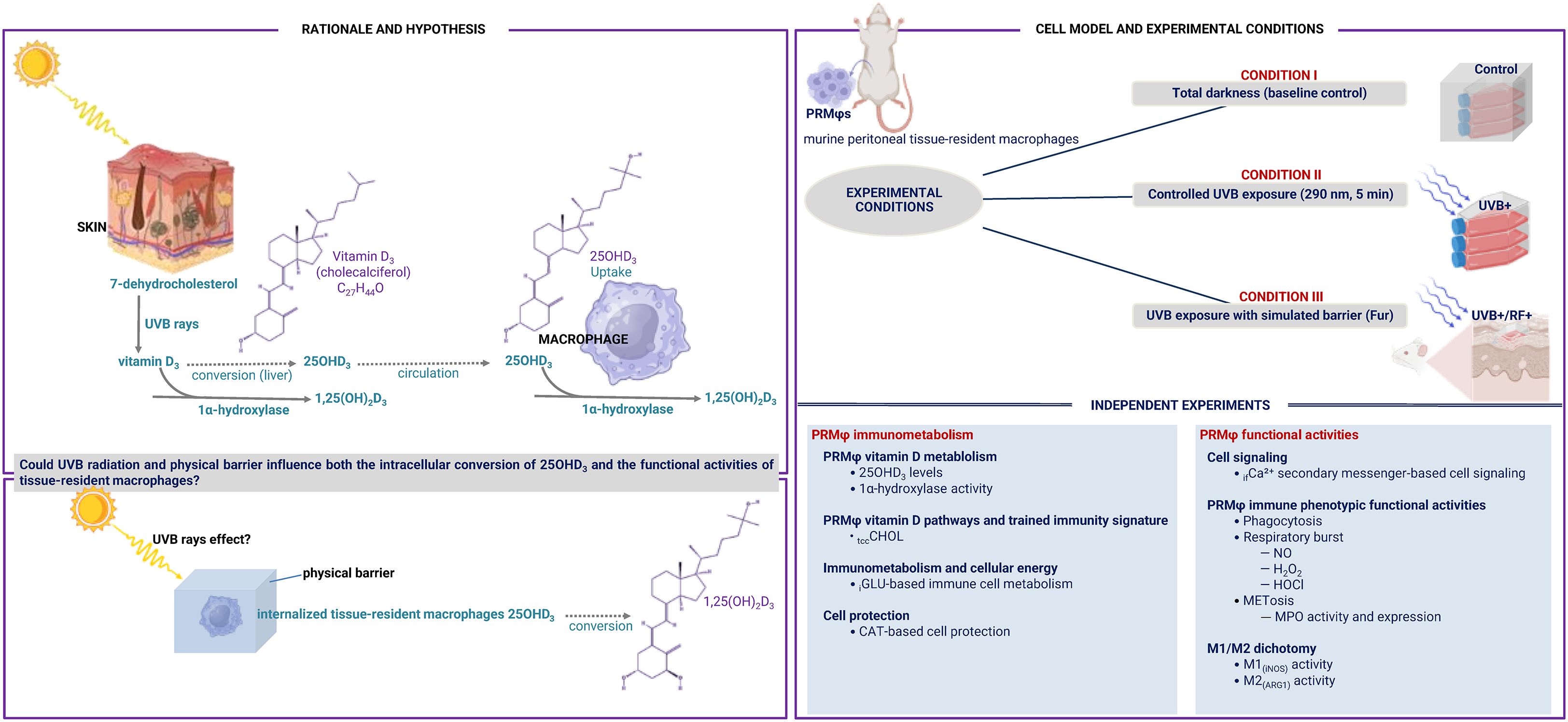 Diagram illustrating the conversion of 7-dehydrocholesterol in the skin to vitamin D3 and its further conversion processes involving macrophages. It examines the influence of UVB rays and physical barriers on tissue-resident macrophages. Experimental conditions include total darkness, controlled UVB exposure, and UVB with a simulated barrier. Independent experiments focus on PRM macrophage vitamin D metabolism, immune pathways, cell protection, signaling, and phenotypic activities.