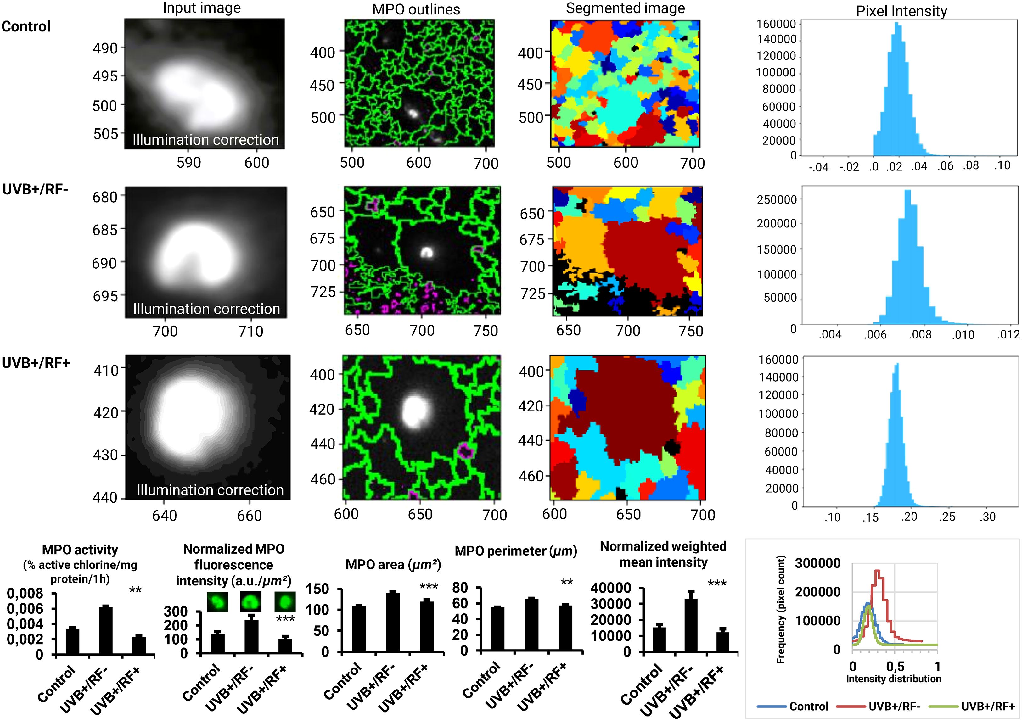 Three rows of data showcase analyses of MPO activity under different conditions: Control, UVB+/RF-, and UVB+/RF+. Each row includes an input image with illumination correction, MPO outlines in green, segmented images in colored regions, and pixel intensity histograms. The bottom graphs compare MPO activity, fluorescence intensity, area, perimeter, and weighted mean intensity across the three conditions, with significant differences denoted by asterisks. A small graph illustrates intensity distribution with lines in red, blue, and green representing the conditions.