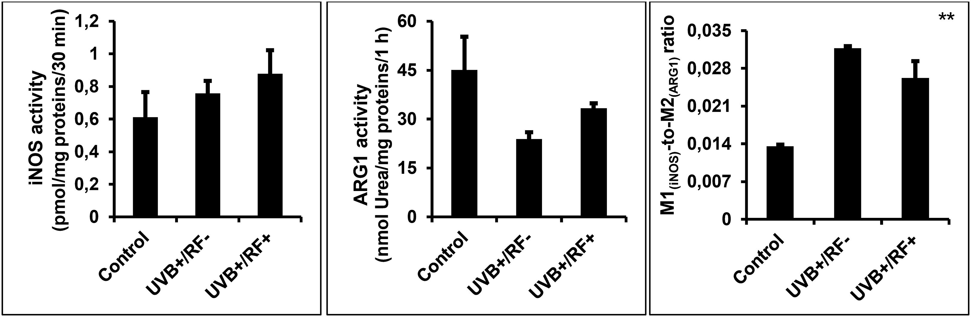 Three bar graphs display the effects of different treatments on enzyme activities. The first graph shows iNOS activity, the second depicts ARG1 activity, and the third presents the M1-to-M2 ratio. Each graph compares control, UVB+RF-, and UVB+RF+ groups, with varying activity levels illustrated in each. The M1-to-M2 ratio graph indicates a statistically significant difference, denoted by double asterisks.