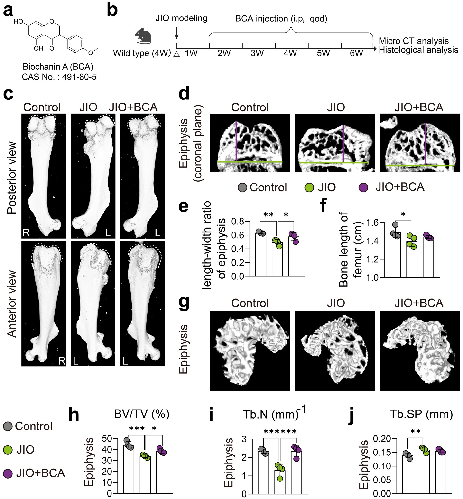 Diagrams and charts illustrating the effects of Biochanin A (BCA) on bone structure in wild-type mice. Panel a shows the chemical structure of BCA. Panel b outlines the experimental timeline. Panels c and d display anterior and posterior femur views from control, JIO, and JIO+BCA groups. Panels e and f provide graphs of epiphysis length-width ratio and femur bone length. Panel g shows 3D epiphysis models. Panels h to j display graphs analyzing bone volume ratio (BV/TV), trabecular number (Tb.N), and trabecular separation (Tb.SP). Statistical significance is indicated in the graphs.