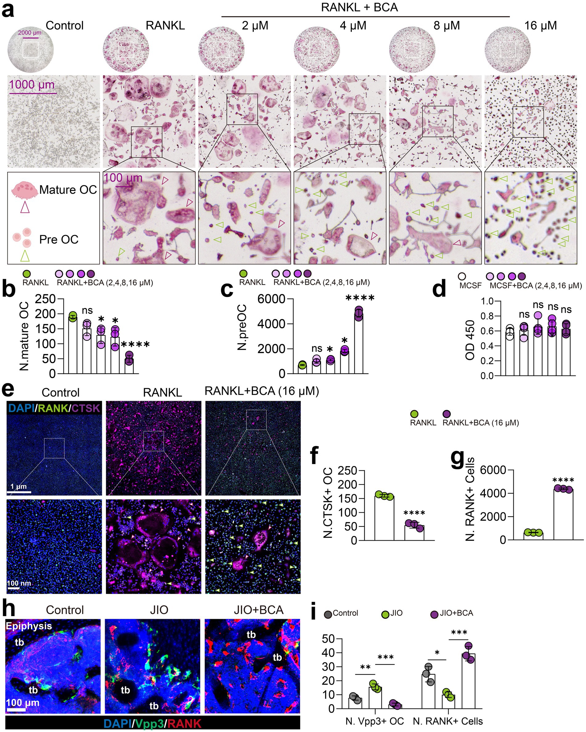 Figure panels illustrate the effects of RANKL and RANKL combined with BCA on osteoclast differentiation and activity. Images show stained cells under various conditions, highlighting mature and precursor osteoclasts. Graphs (b, c, d, f, g, i) present quantitative data on cell numbers and activity levels, with statistical significance indicated. Panels (e, h) show fluorescence images labeling specific proteins and cell structures. The data collectively demonstrate the inhibitory effects of BCA on osteoclast formation and function.
