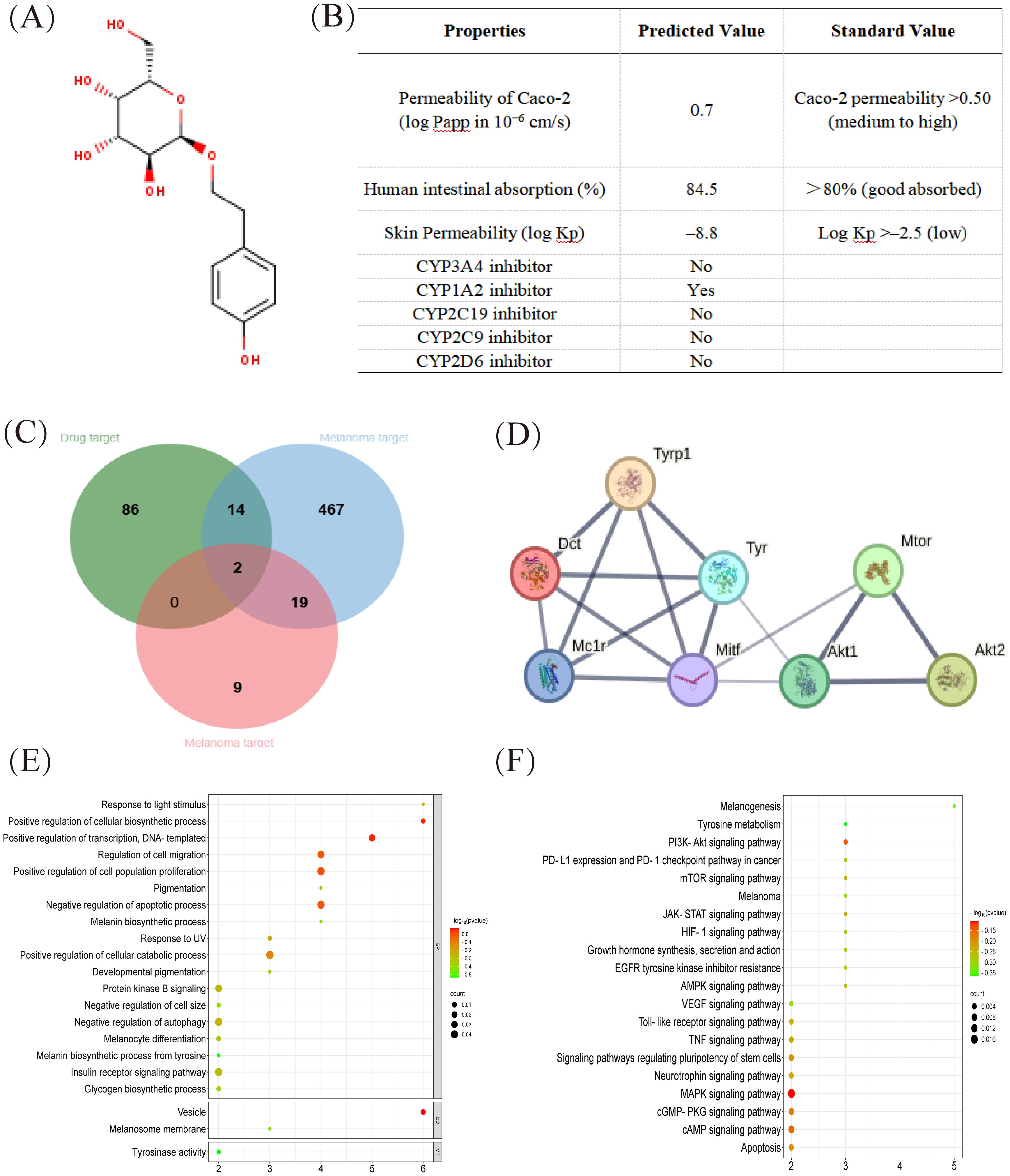 (A) Chemical structure diagram of a compound with hydroxyl groups. (B) Table showing absorption, permeability, and inhibition properties of the compound. (C) Venn diagram illustrating overlap between drug targets, melanoma targets, and other categories. (D) Network diagram displaying interactions between proteins, labeled Dct, Tyrp1, Tyr, Mtor, Akt1, Akt2, Mc1r, and Mitf. (E) Dot plot of biological processes affected by the compound, showing significance and count. (F) Dot plot of pathways affected by the compound, showing significance and count.
