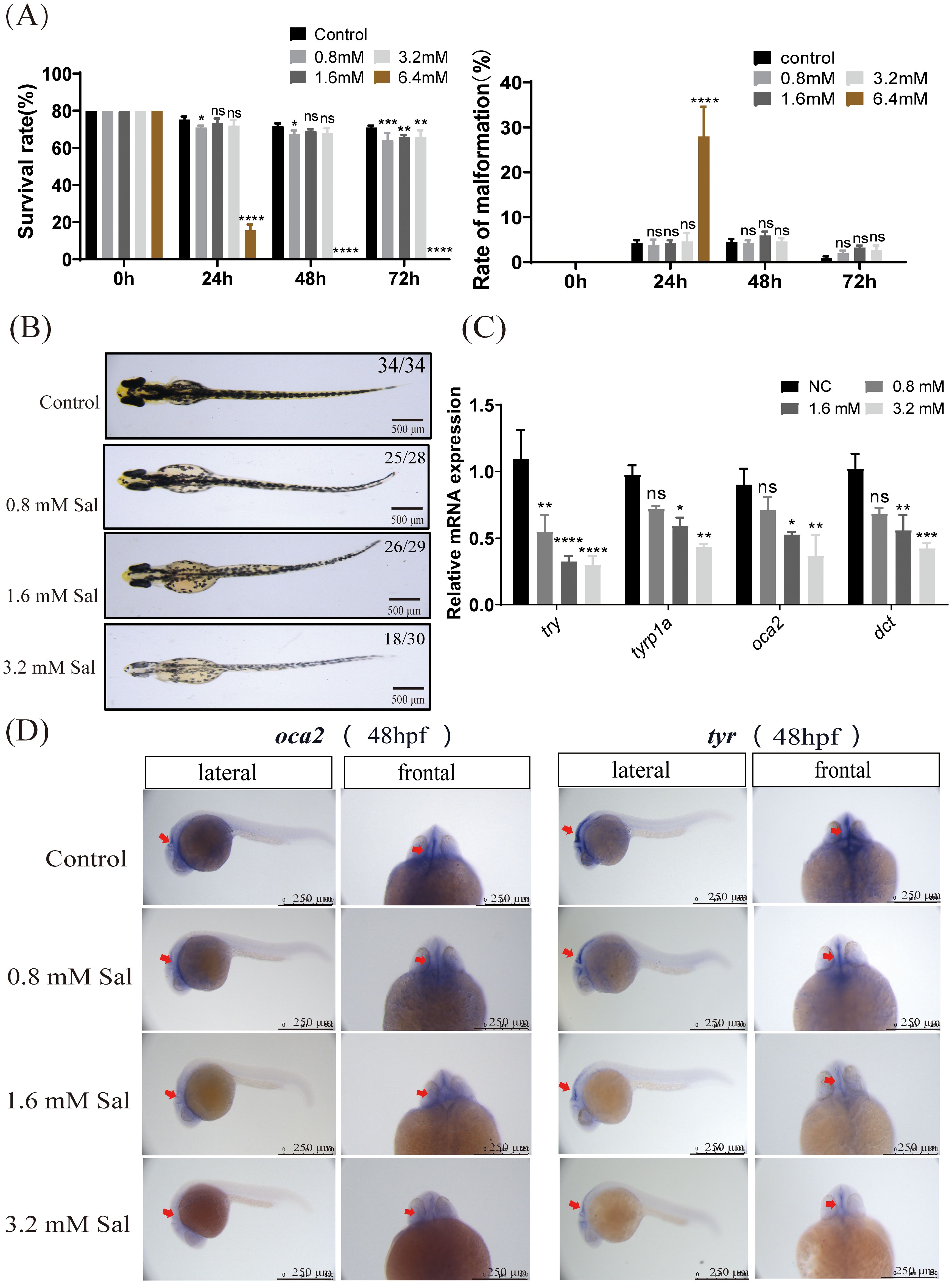(A) Bar charts compare survival and malformation rates of samples at different salinity concentrations over time. (B) Images show varying fish morphology at different salinity levels. (C) Bar graph displays relative mRNA expression levels of various genes under different conditions. (D) Microscopic images depict “oca2” and “tyr” gene expressions in lateral and frontal views at 48 hours post-fertilization across different salinity treatments.